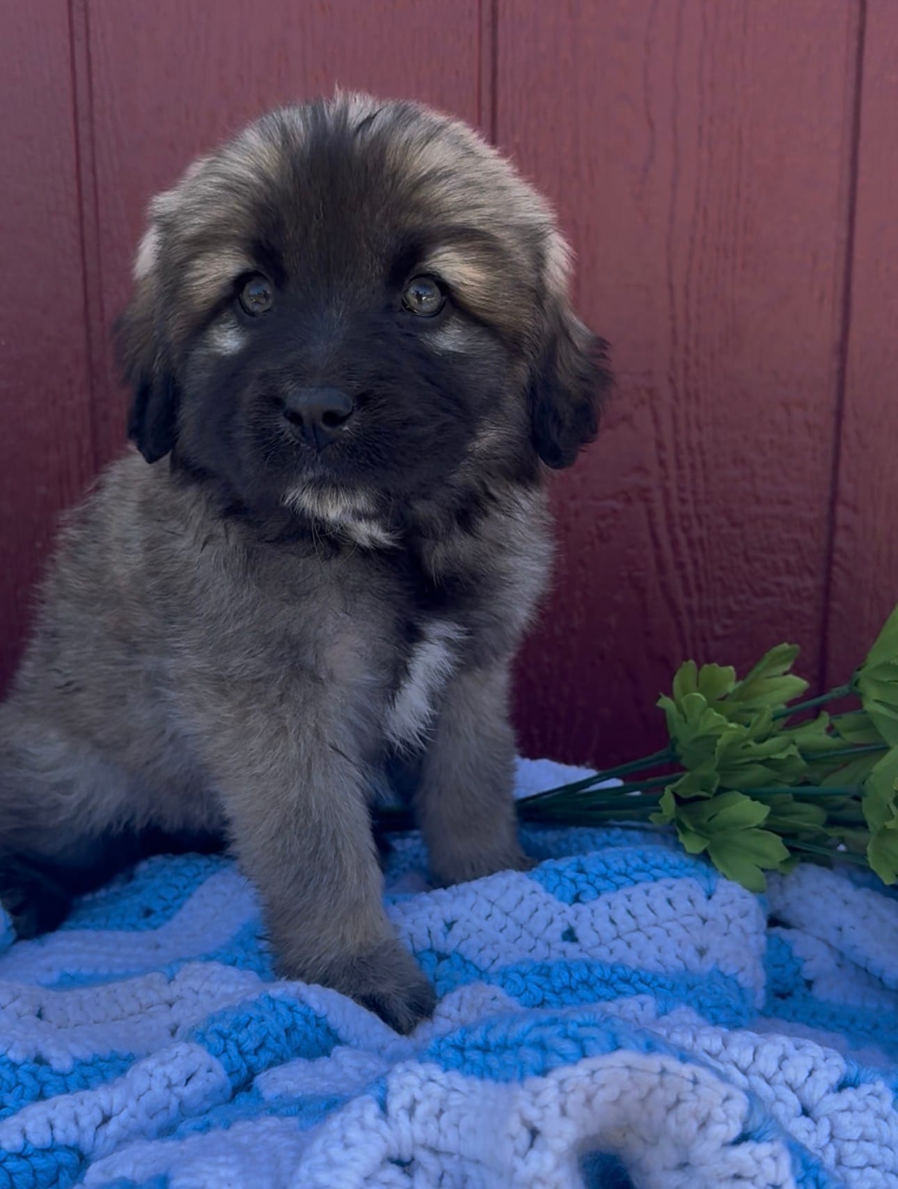 Sally – Labrador Retriever, English Mastiff puppy for sale in Springfield, MO