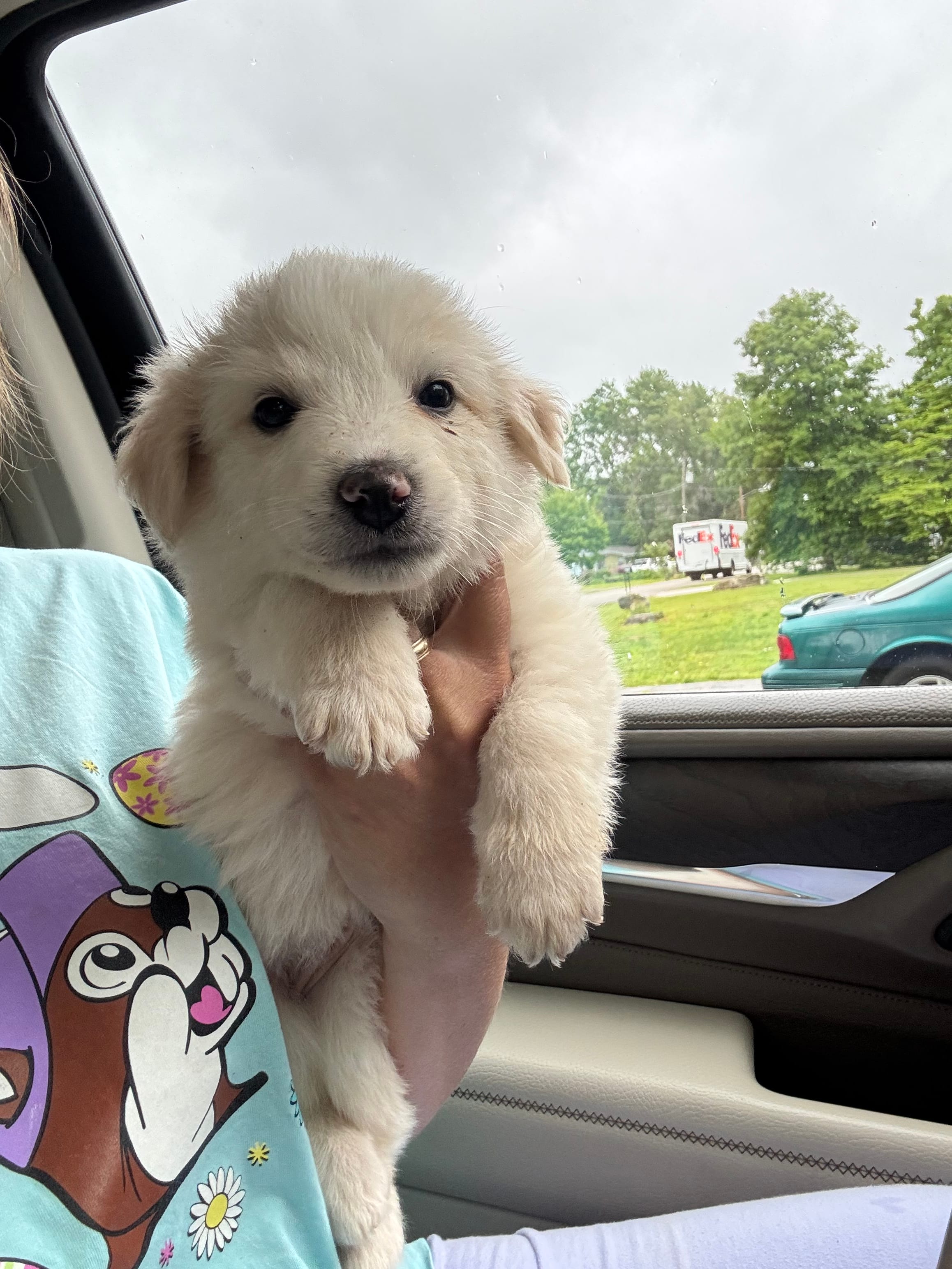 Silky – Australian Cattle Dog, Great Pyrenees puppy for sale in Springfield, MO
