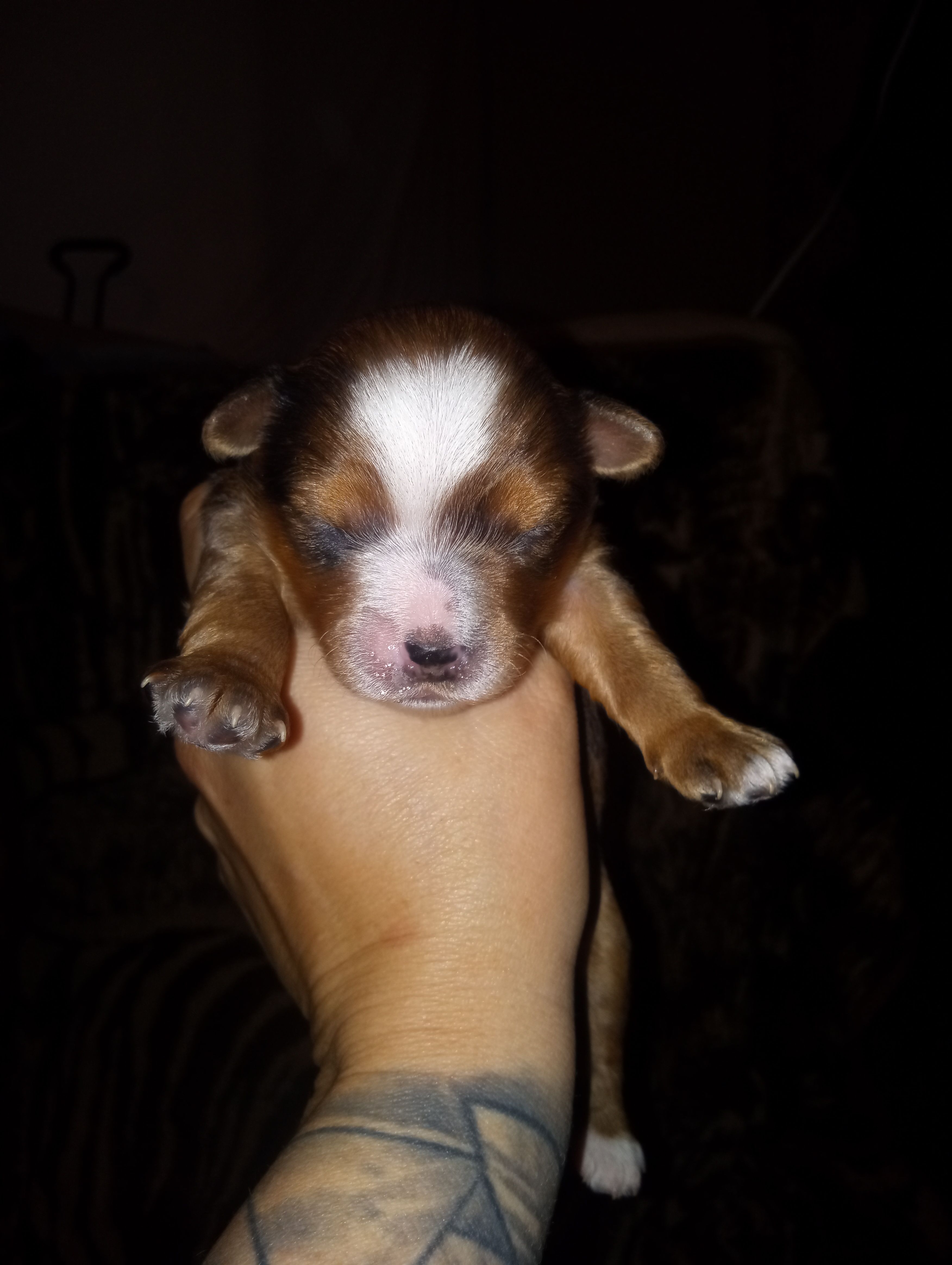 Craig – Yorkshire Terrier puppy for sale in Bowling Green, OH