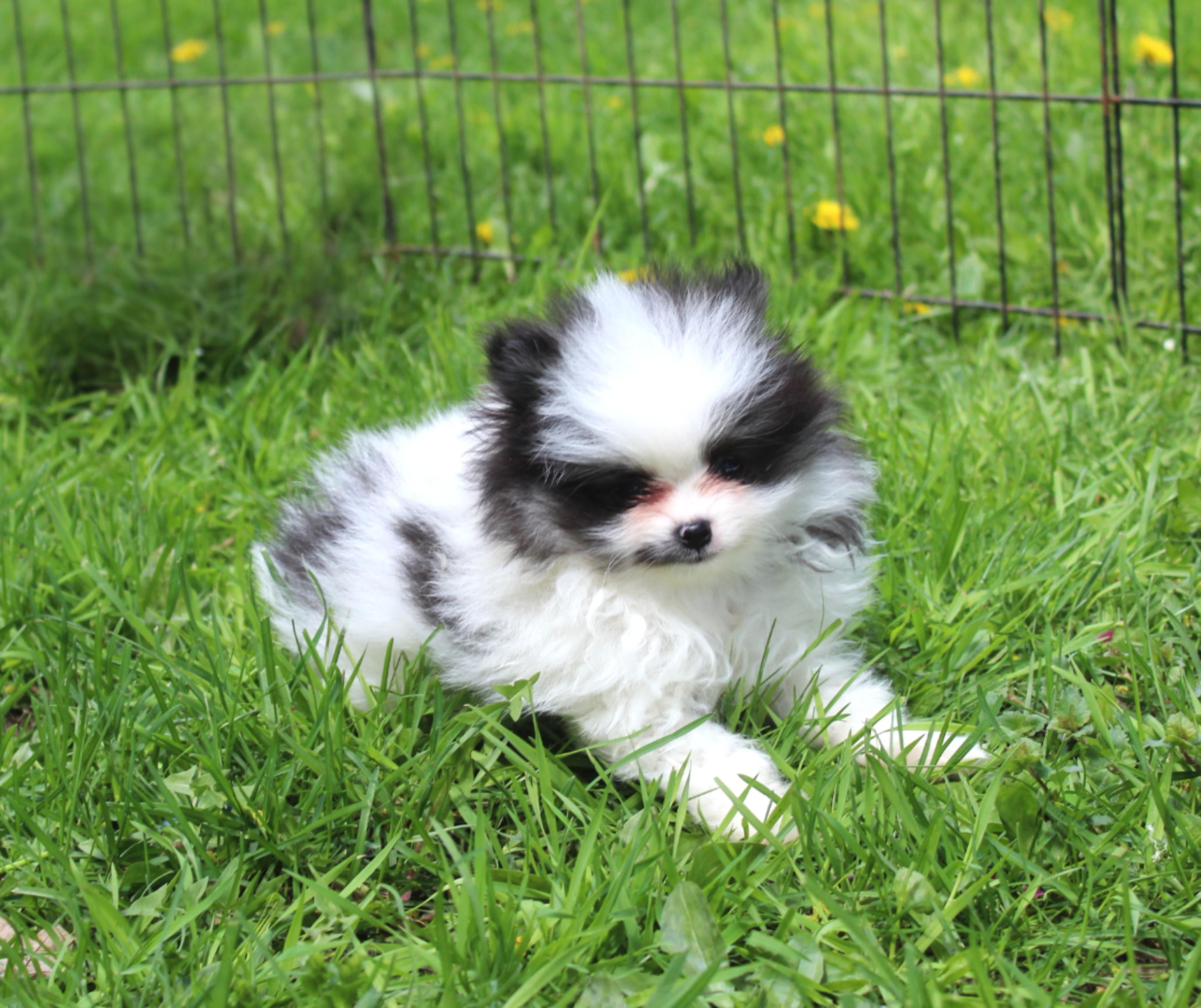 Milo – Pomeranian puppy for sale in Sparta, WI
