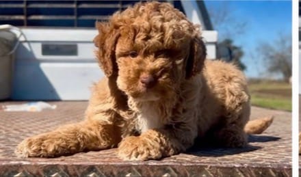 Fomby  – Miniature Goldendoodle puppy for sale in Clarita, OK