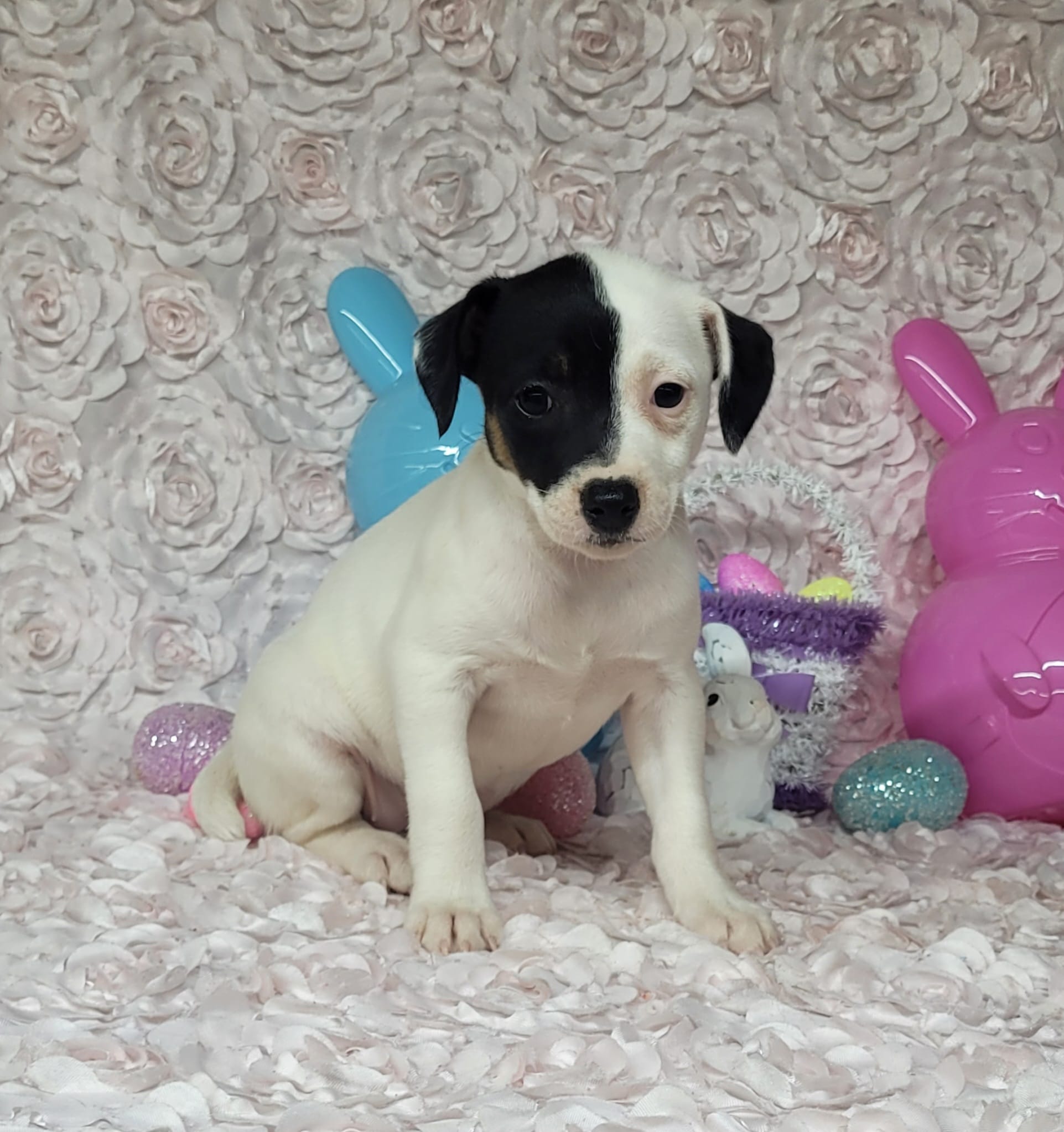 Lena CKC purebred JRT – Jack Russell Terrier puppy for sale in Laurel, IN