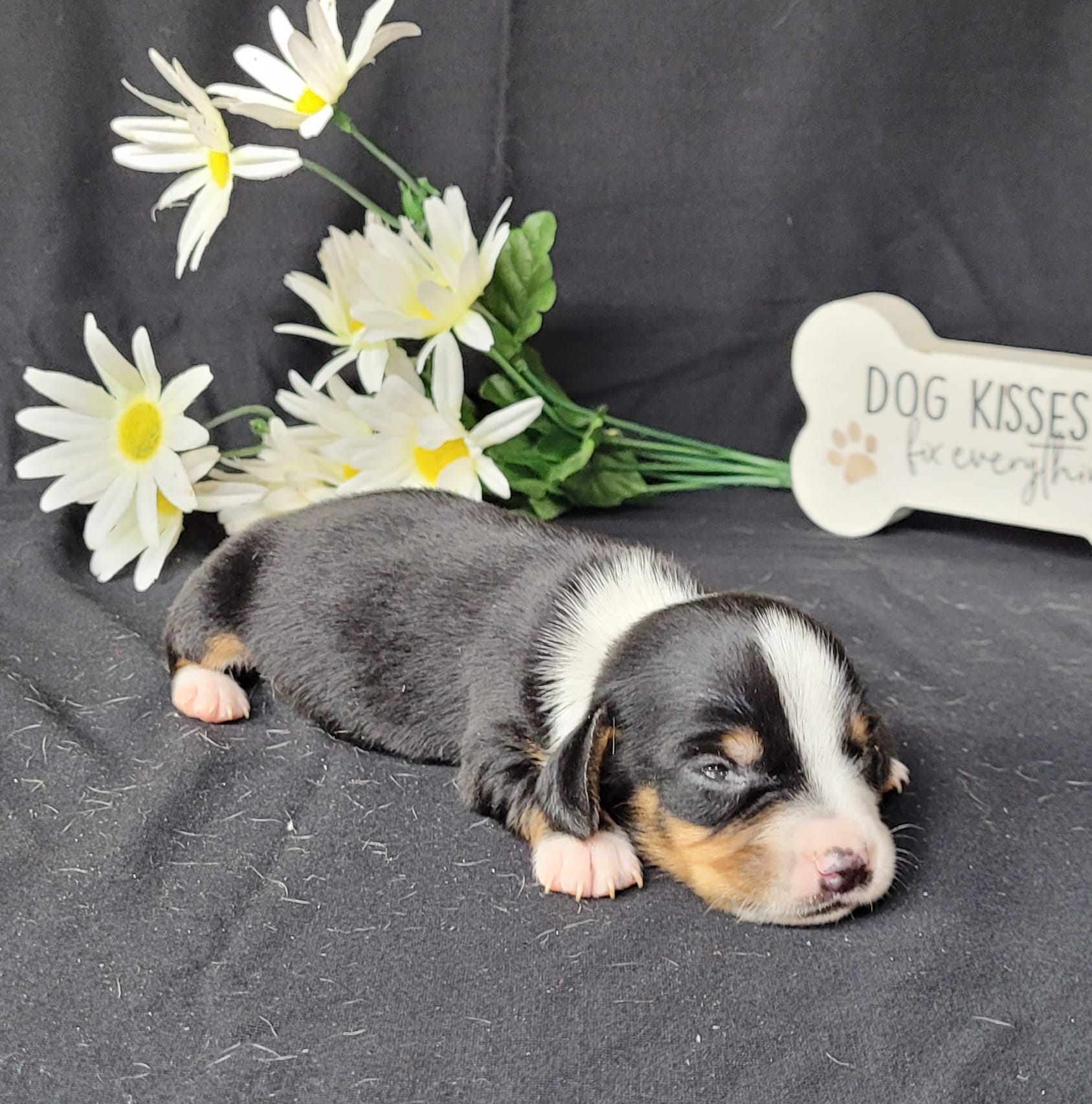 Hulk AKC Reg – Miniature Dachshund puppy for sale in Laurel, IN