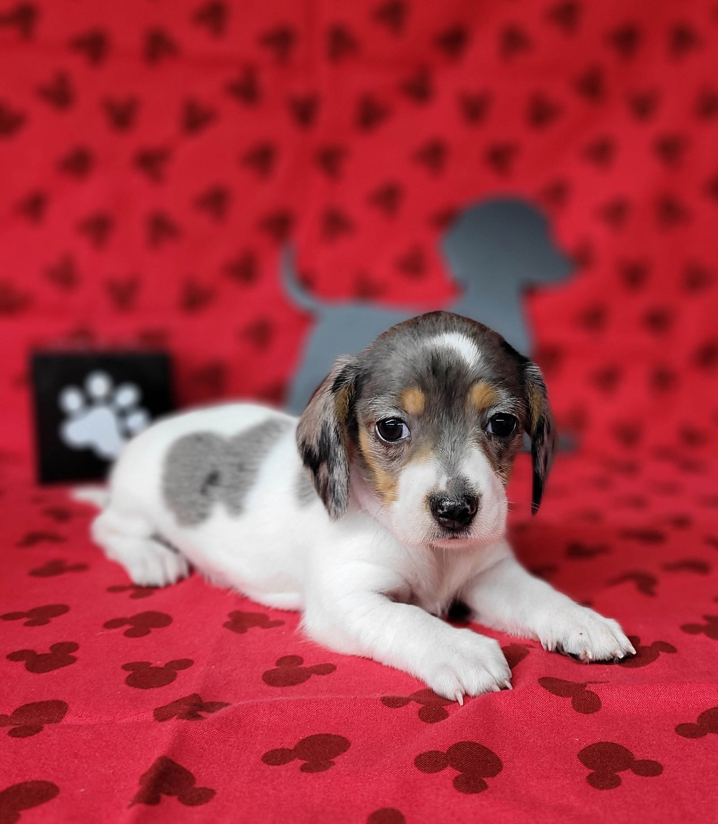 Callie AKC Reg Dapple pie – Miniature Dachshund puppy for sale in Laurel, IN