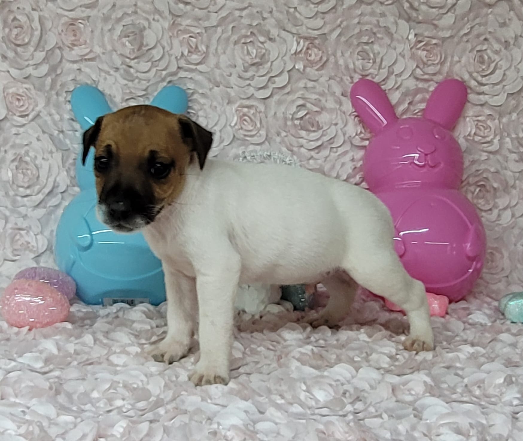 "Mello" CKC Registered  – Jack Russell Terrier puppy for sale in Laurel, IN