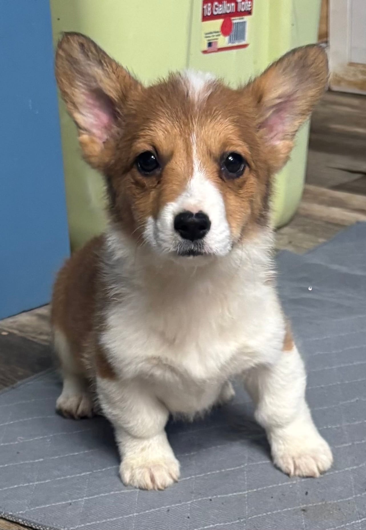 Boy #3 – Pembroke Welsh Corgi puppy for sale in Vincennes, IN