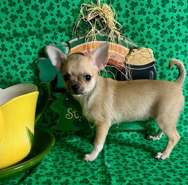 Tootsie – Chihuahua puppy for sale in Ozark, MO