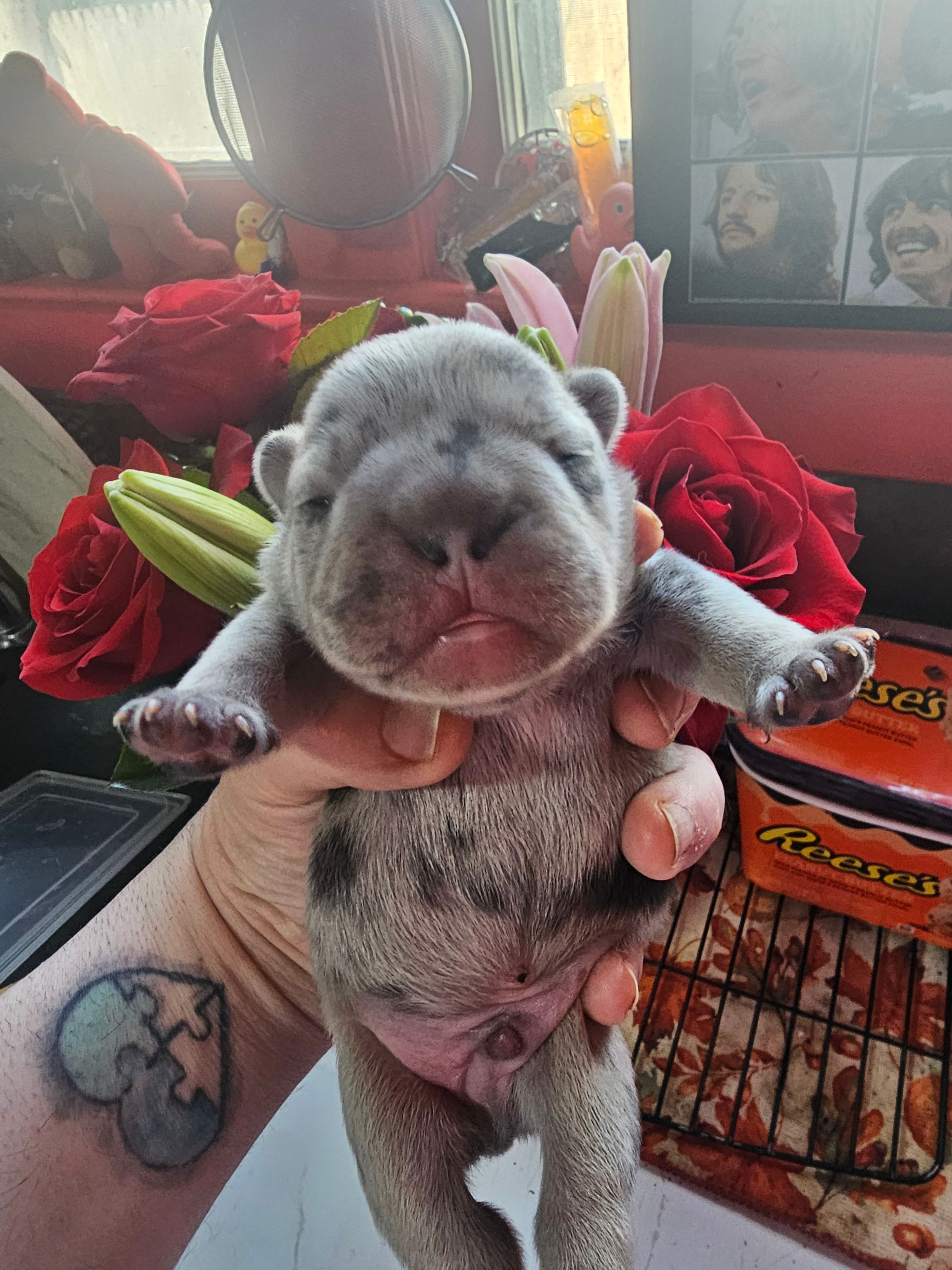 Sully – French Bulldog puppy for sale in Durand, MI