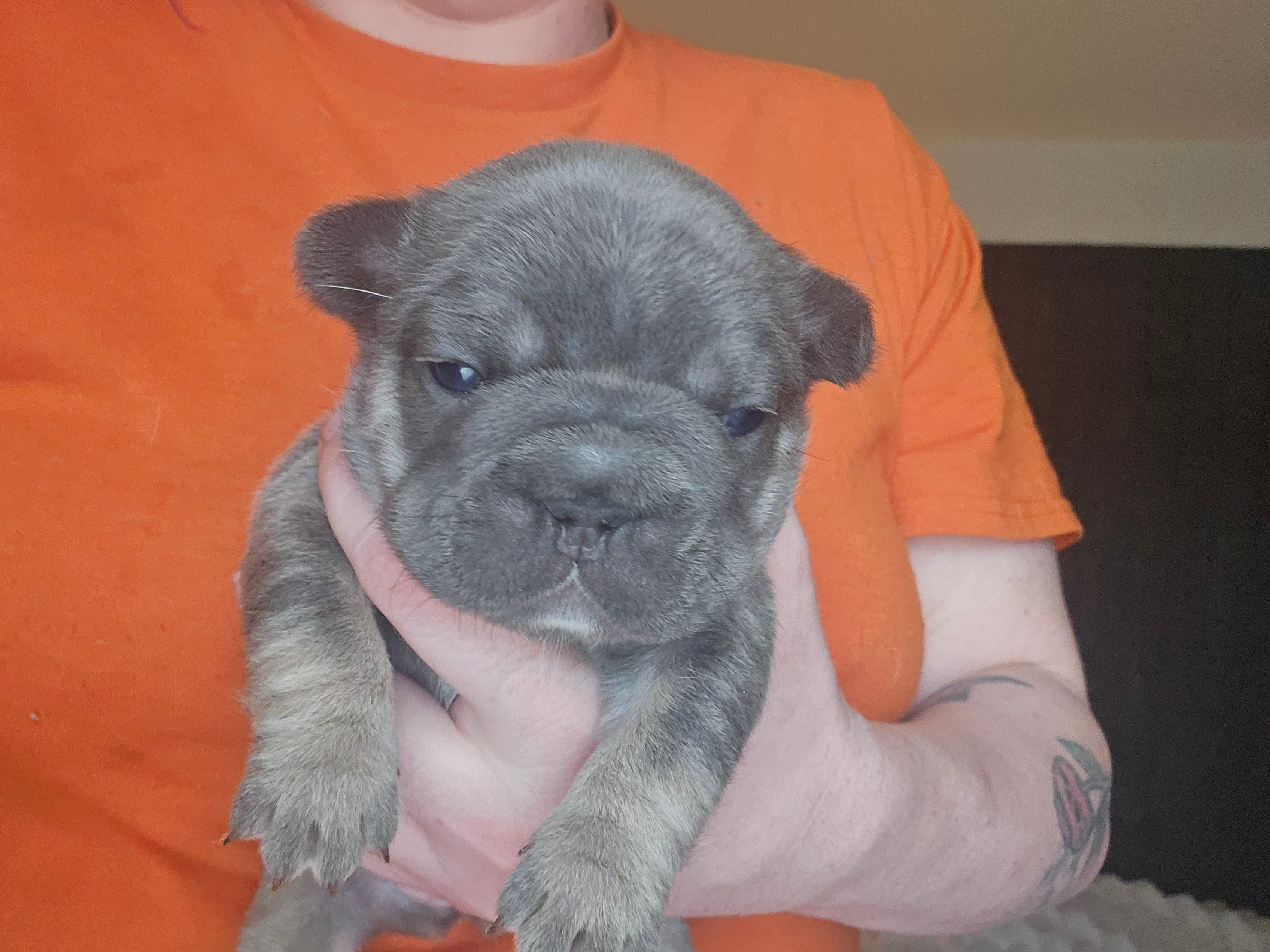 Cutie pie 1 – French Bulldog puppy for sale in Durand, MI