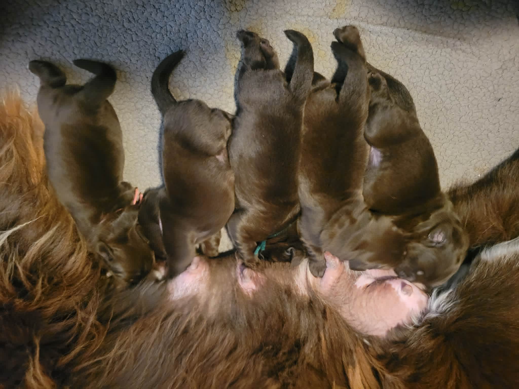 Female 1 – Newfoundland puppy for sale in Sebeka, MN