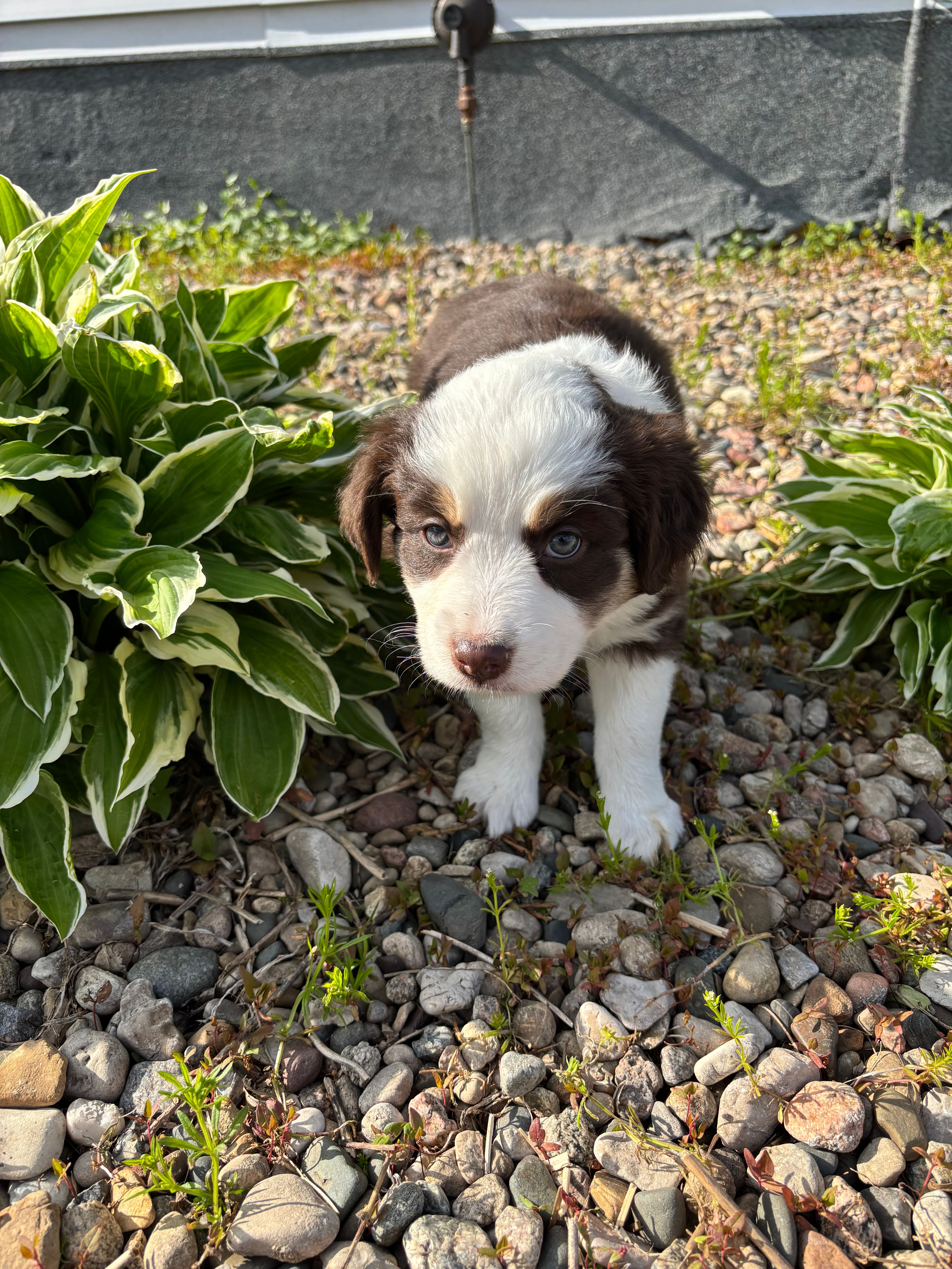 Nova – Australian Shepherd puppy for sale in Parkersburg, IA
