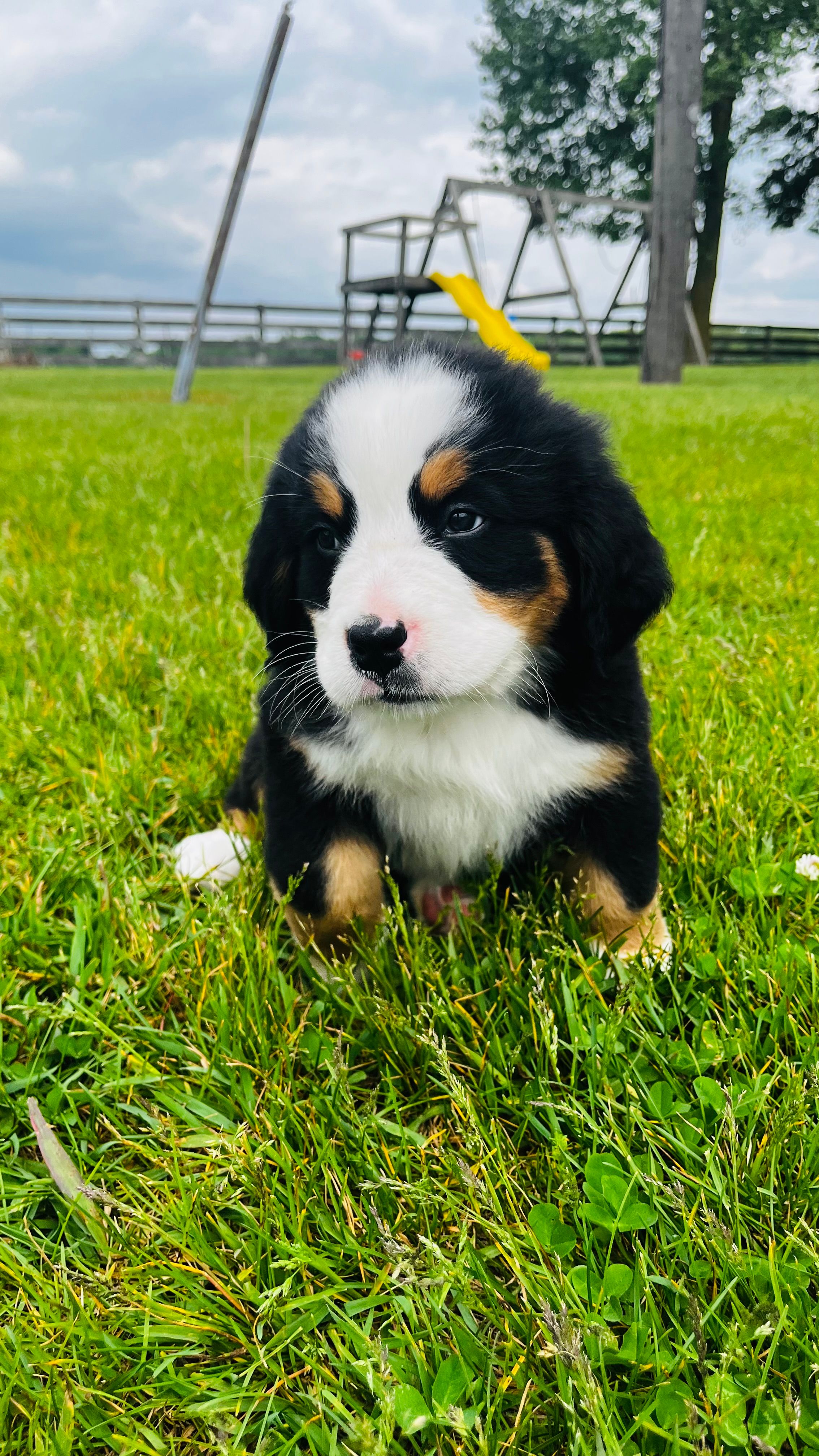 Roman – Bernese Mountain Dog puppy for sale in Goshen, IN