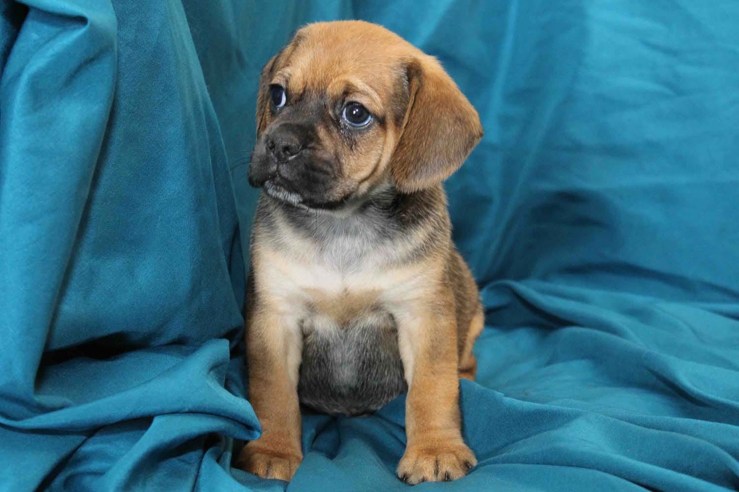 Bear – Puggle puppy for sale in Clarkson, KY
