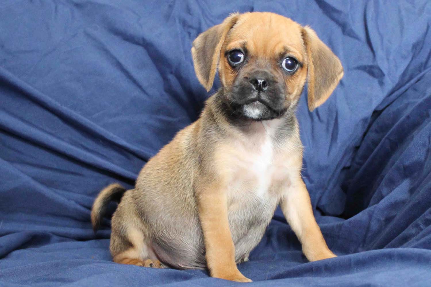 Dash – Puggle puppy for sale in Clarkson, KY