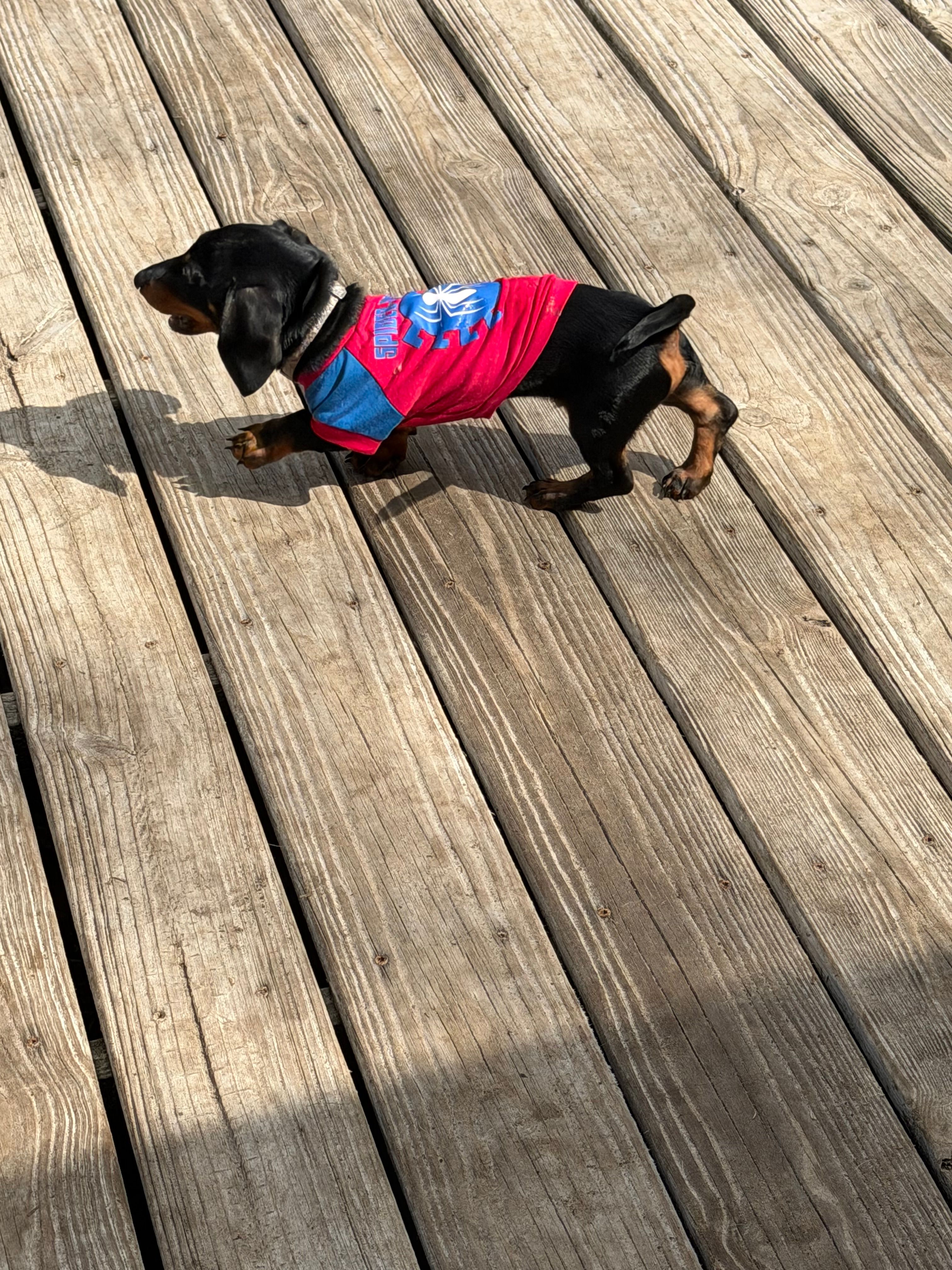 Male baby  – Miniature Dachshund puppy for sale in Ocala Estates, FL