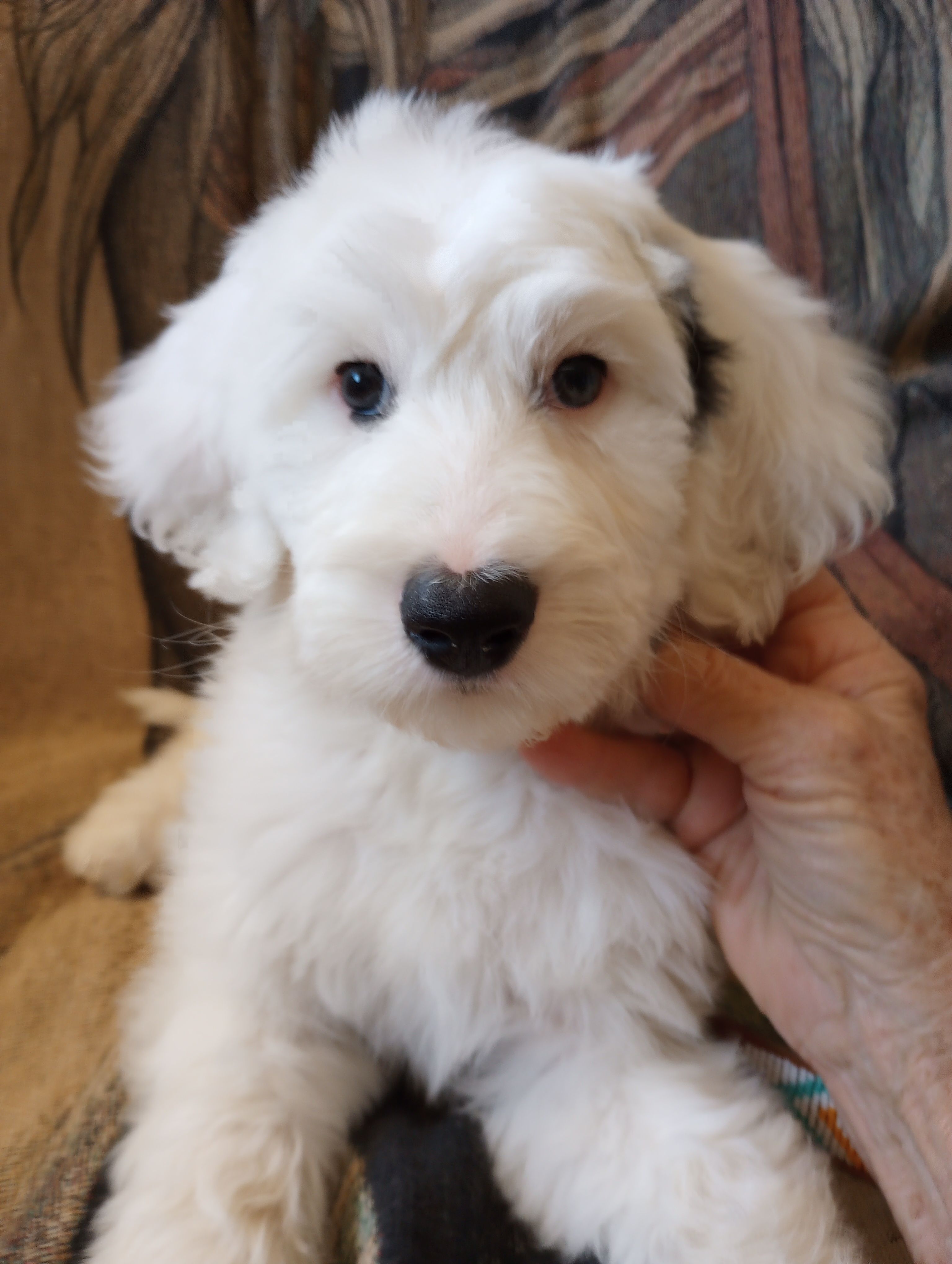 Angels Kiss,blue in eye, merle,low shed,pls text  my phone only! – Old English Sheepdog, Sheepadoodle puppy for sale in Apple Valley, CA