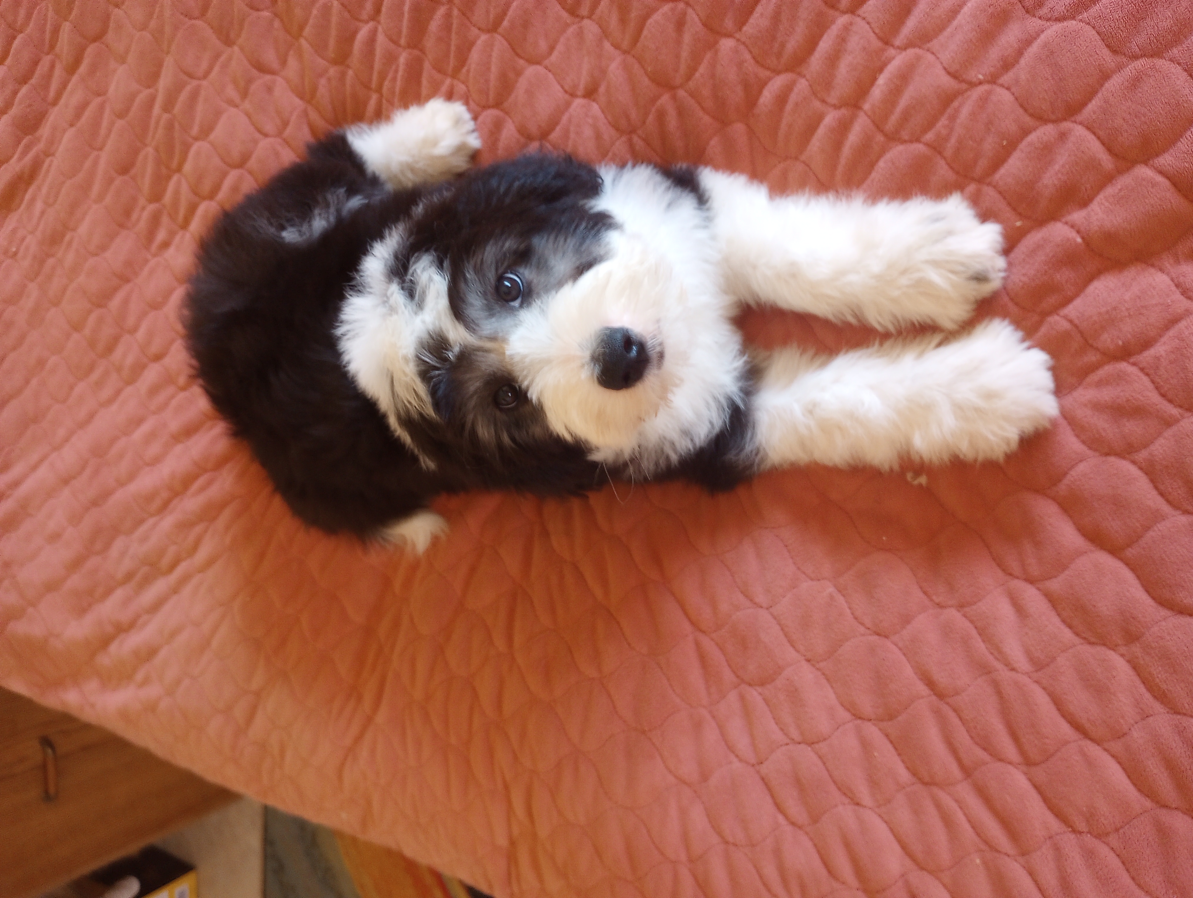Blessing,on leash,striking looks!!!Low shed,pls text my phone only!! – Old English Sheepdog, Sheepadoodle puppy for sale in Apple Valley, CA