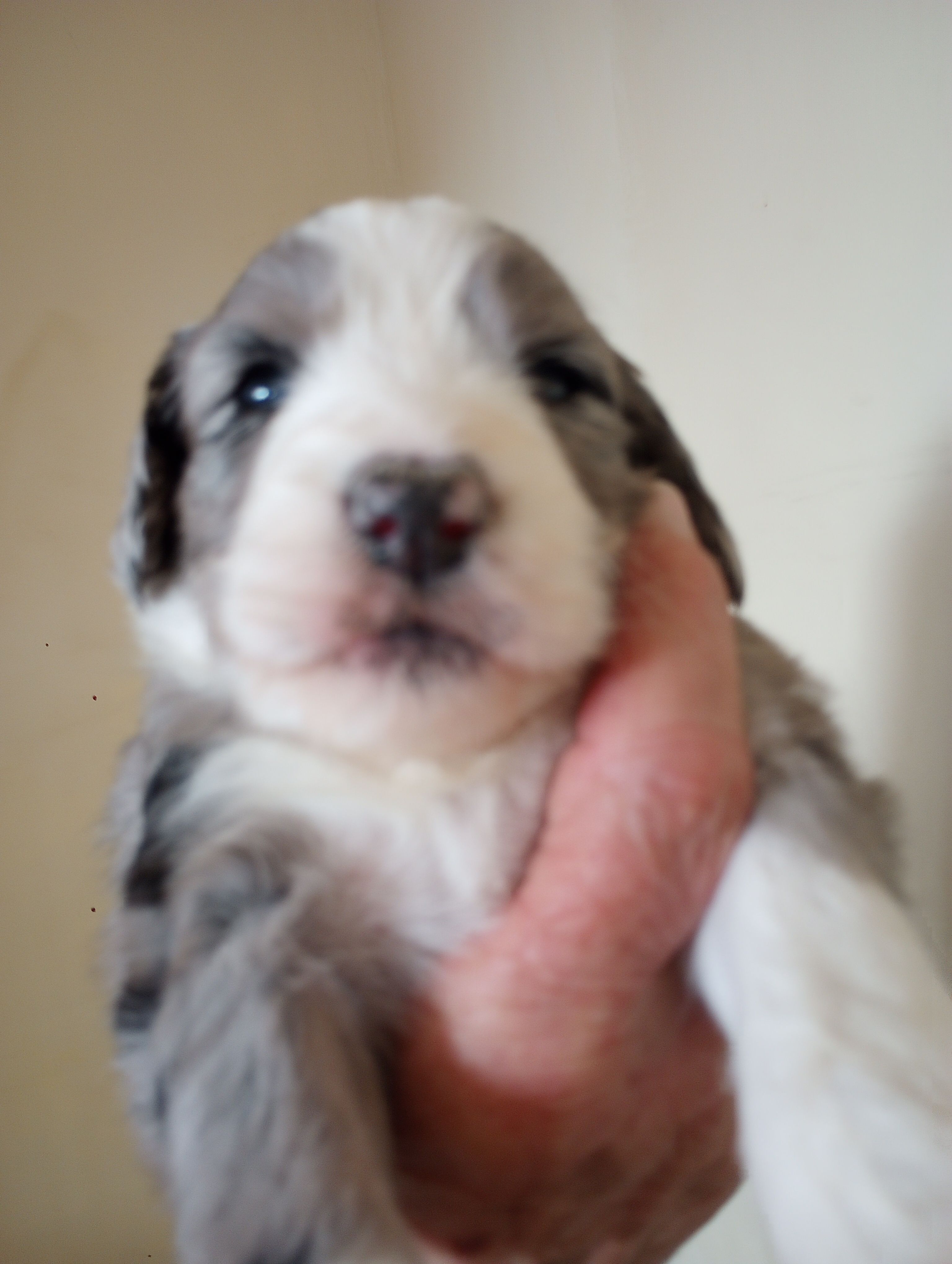 Amazing Grace,standard,OES – Poodle - Multi-Colored Standard, Sheepadoodle puppy for sale in Apple Valley, CA