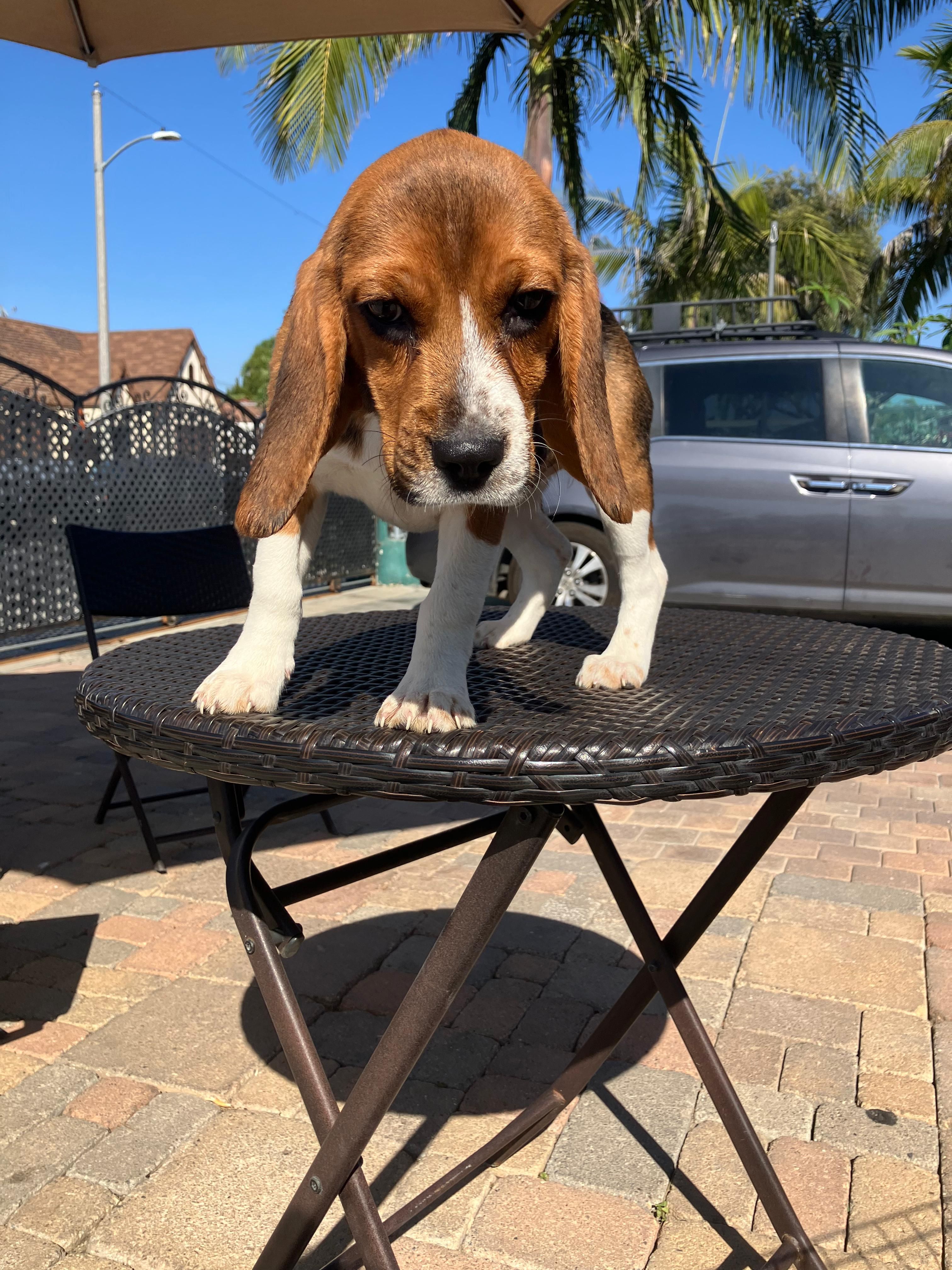 DAYSE – Beagle puppy for sale in Downey, CA