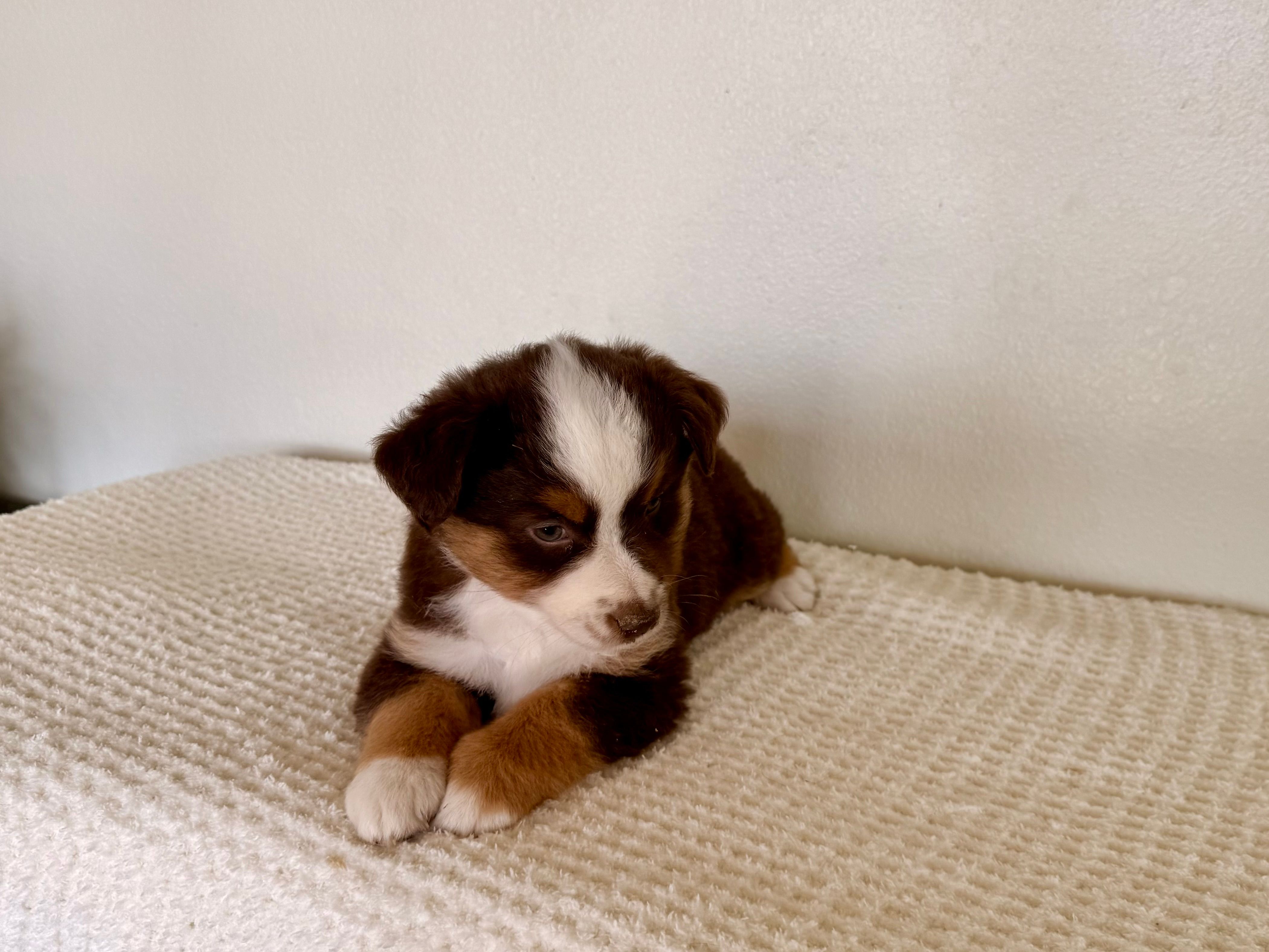 Demi – Miniature Australian Shepherd puppy for sale in Coleman, TX
