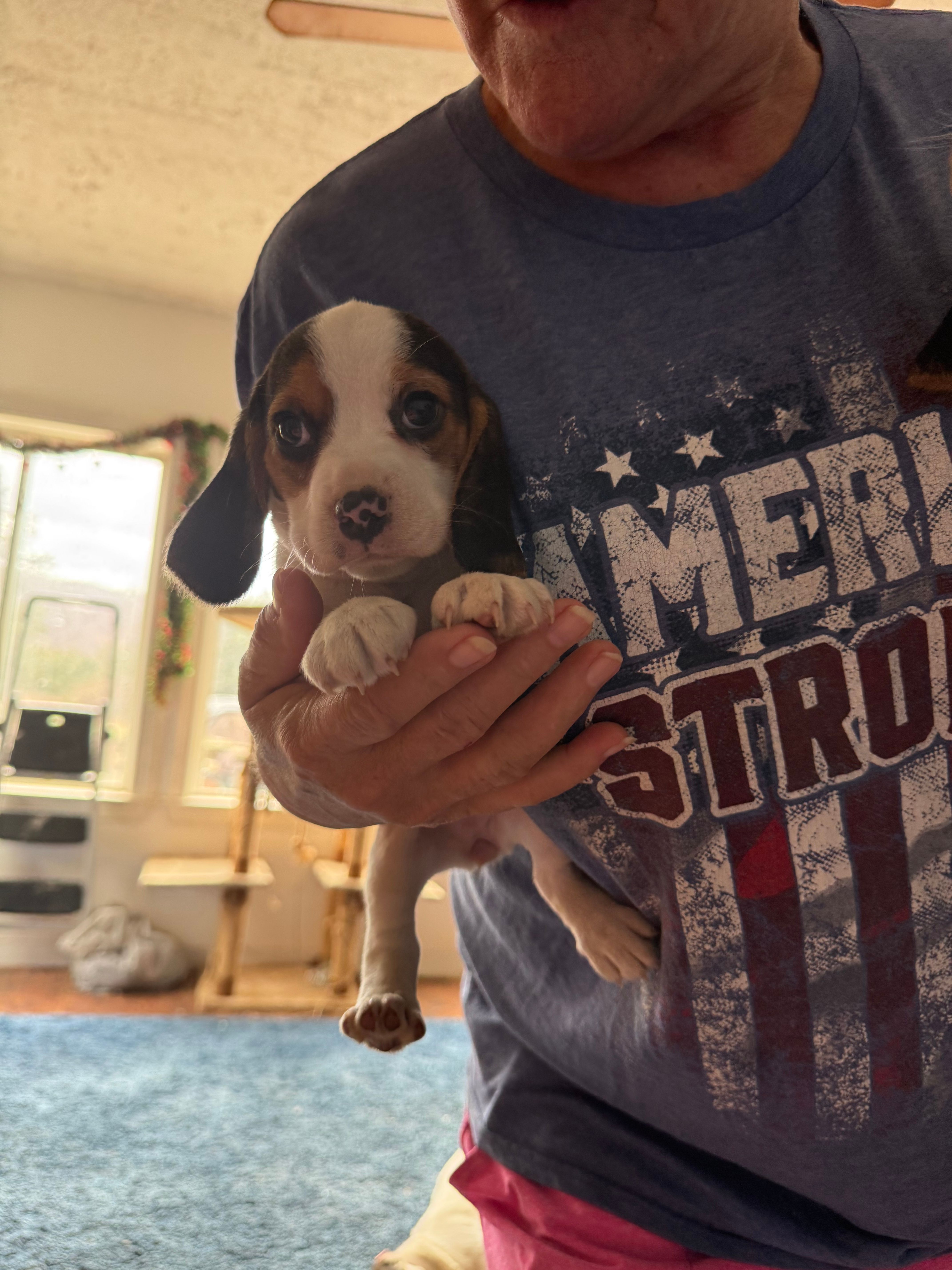 Dottie – Beagle puppy for sale in Dyke, VA