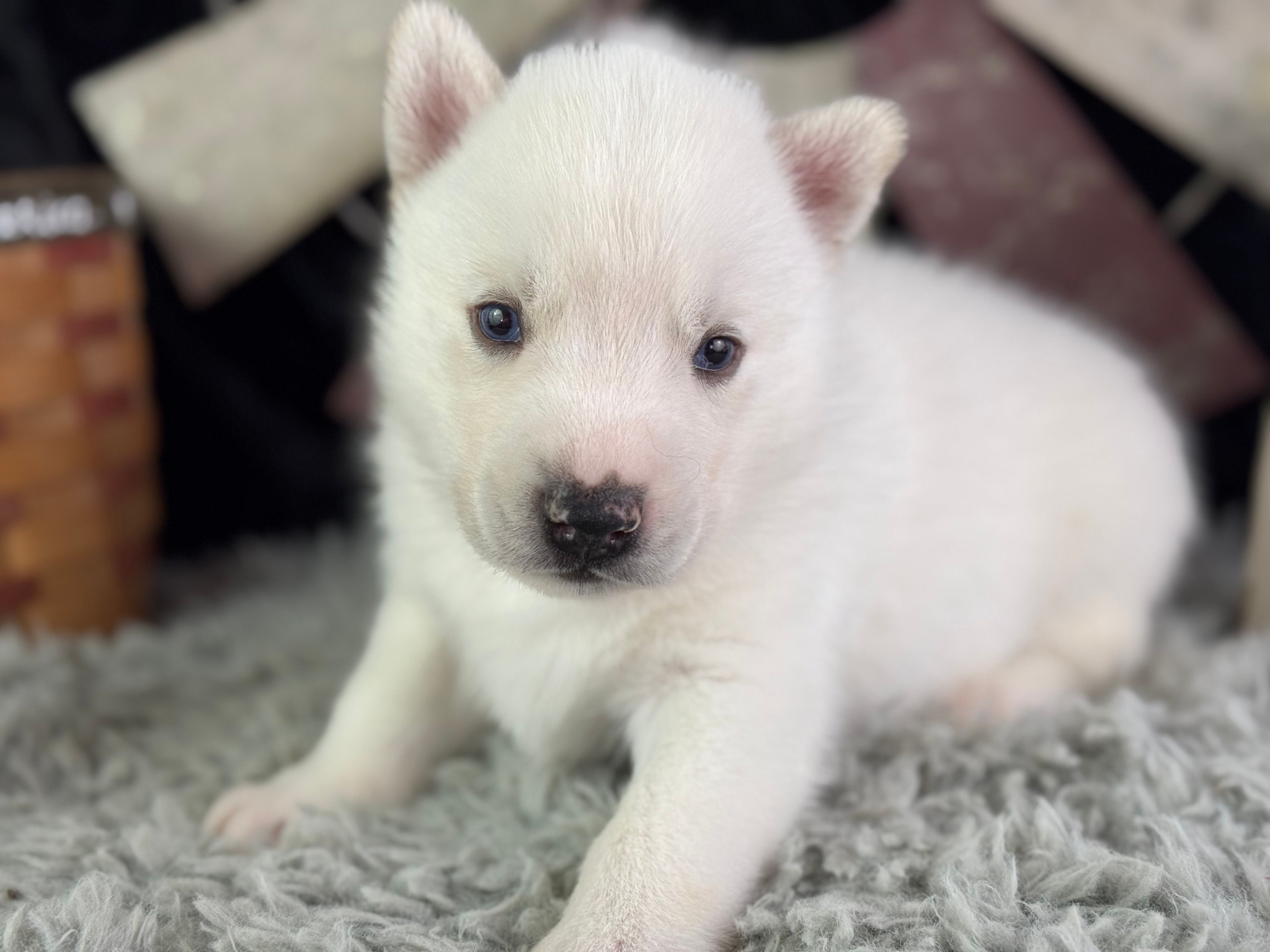 Aldus – Siberian Husky puppy for sale in Lamar, MO