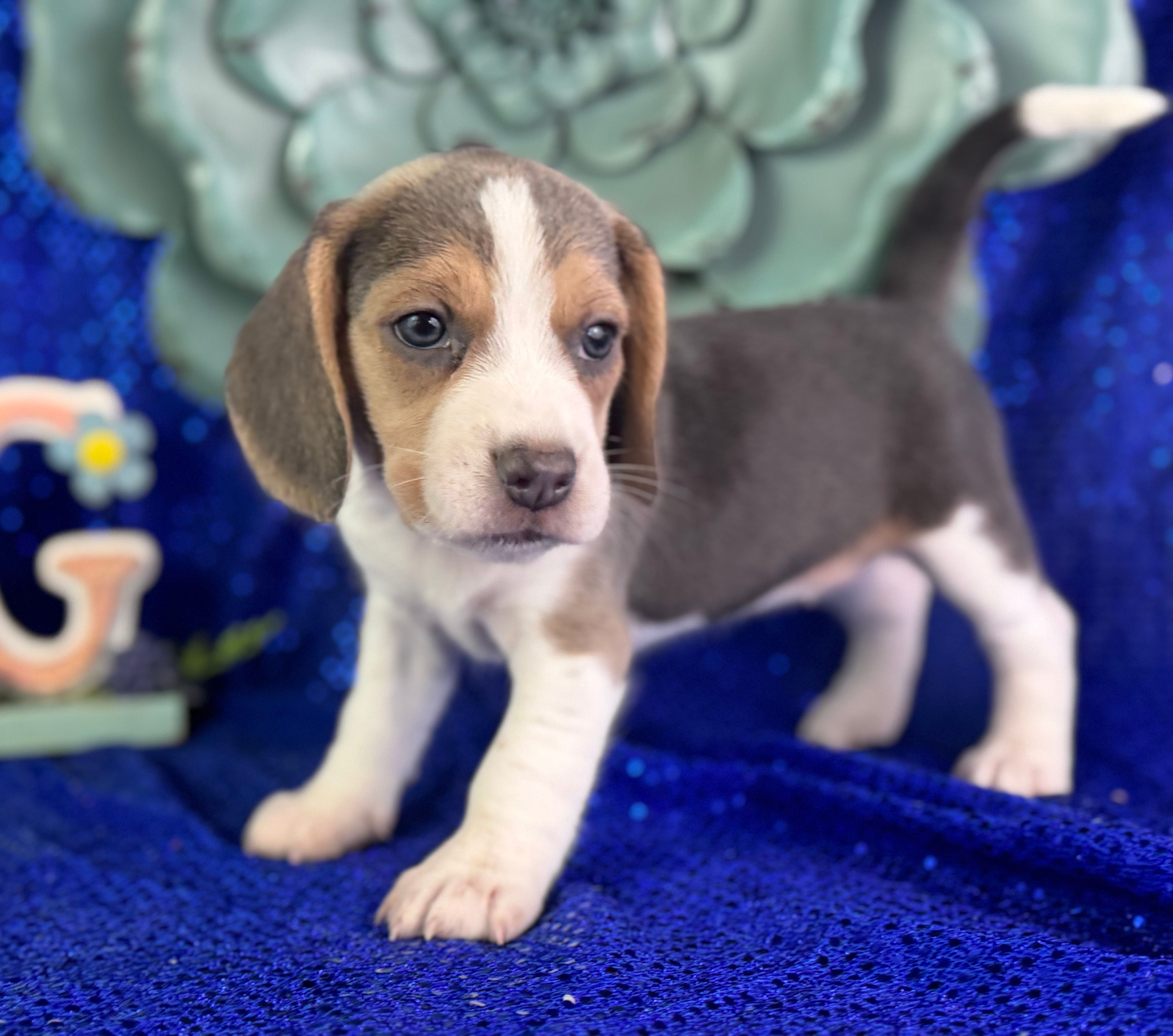 Parker – Beagle puppy for sale in Lamar, MO