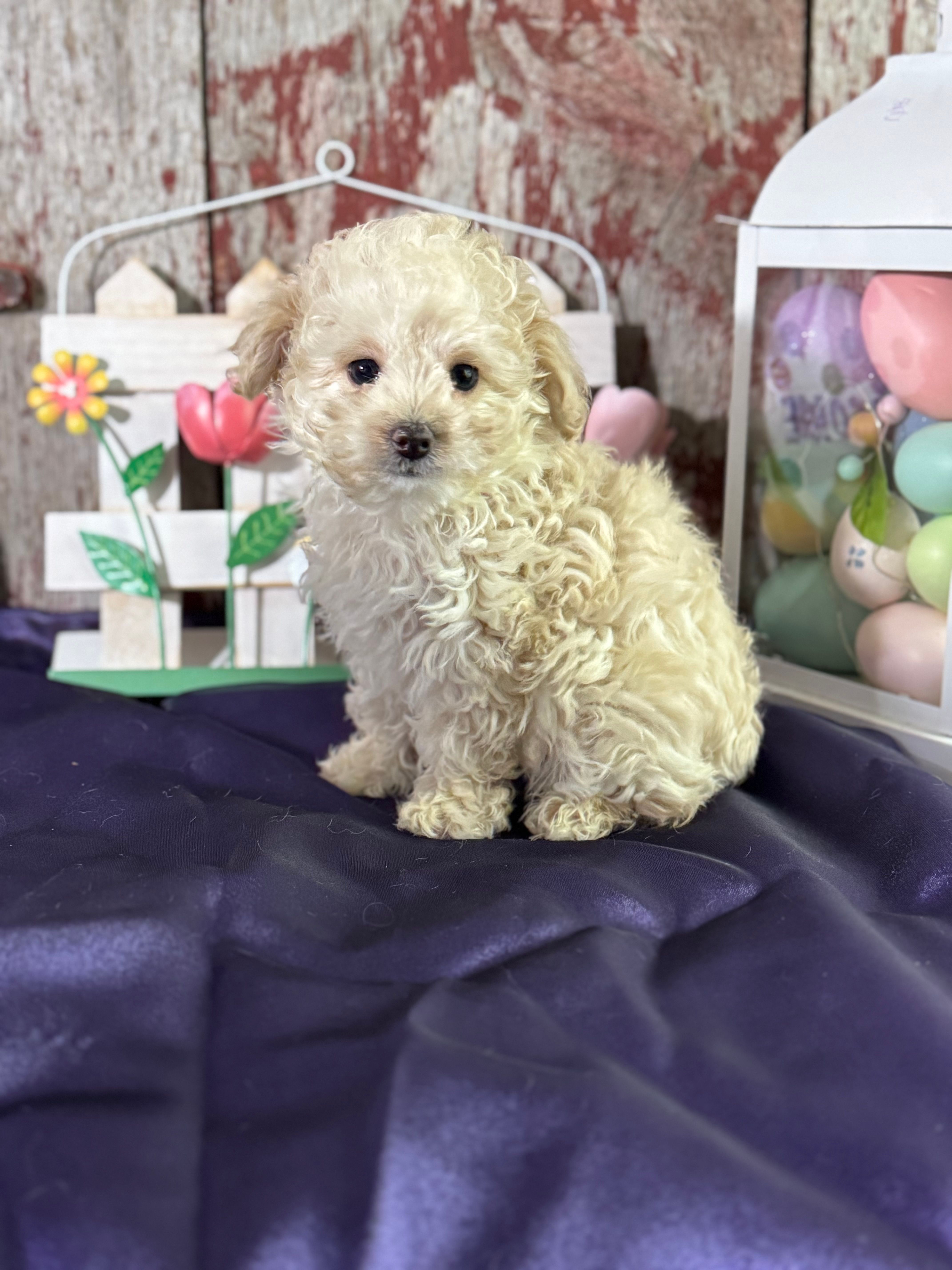 Darla – Aussiedoodle puppy for sale in Lamar, MO