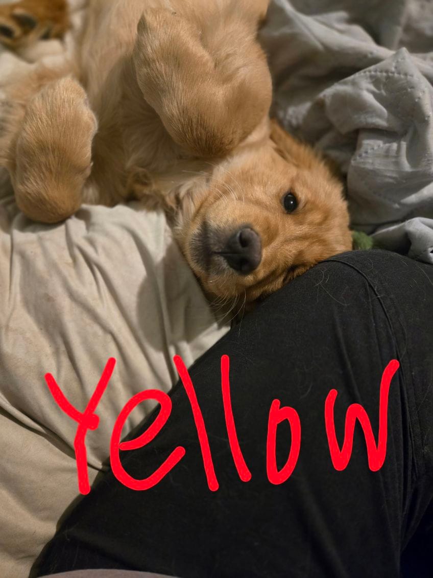 Yellow – Golden Retriever puppy for sale in Ogilvie, MN