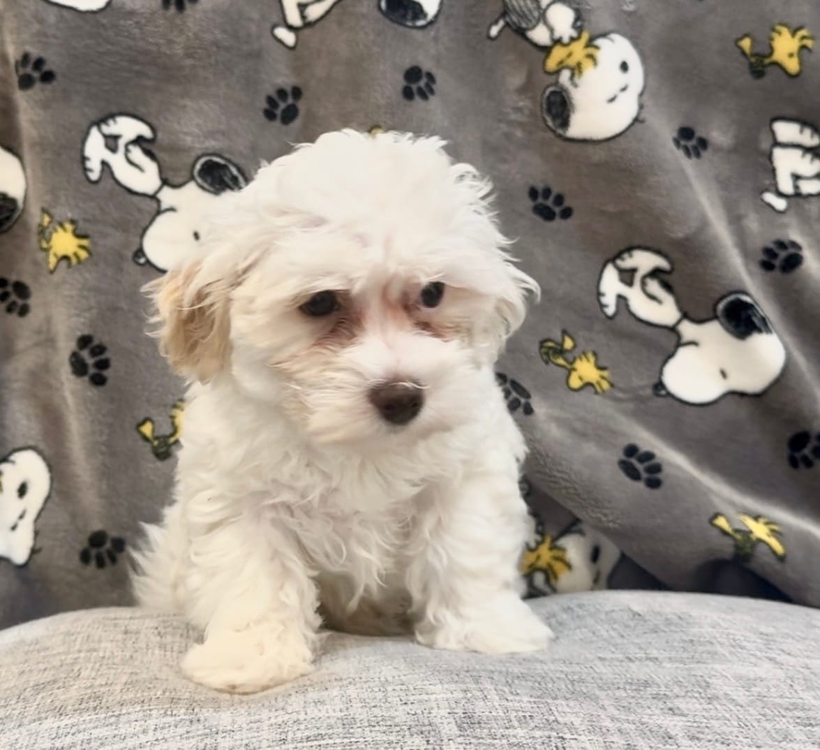 June – Maltipoo puppy for sale in Queens, NY
