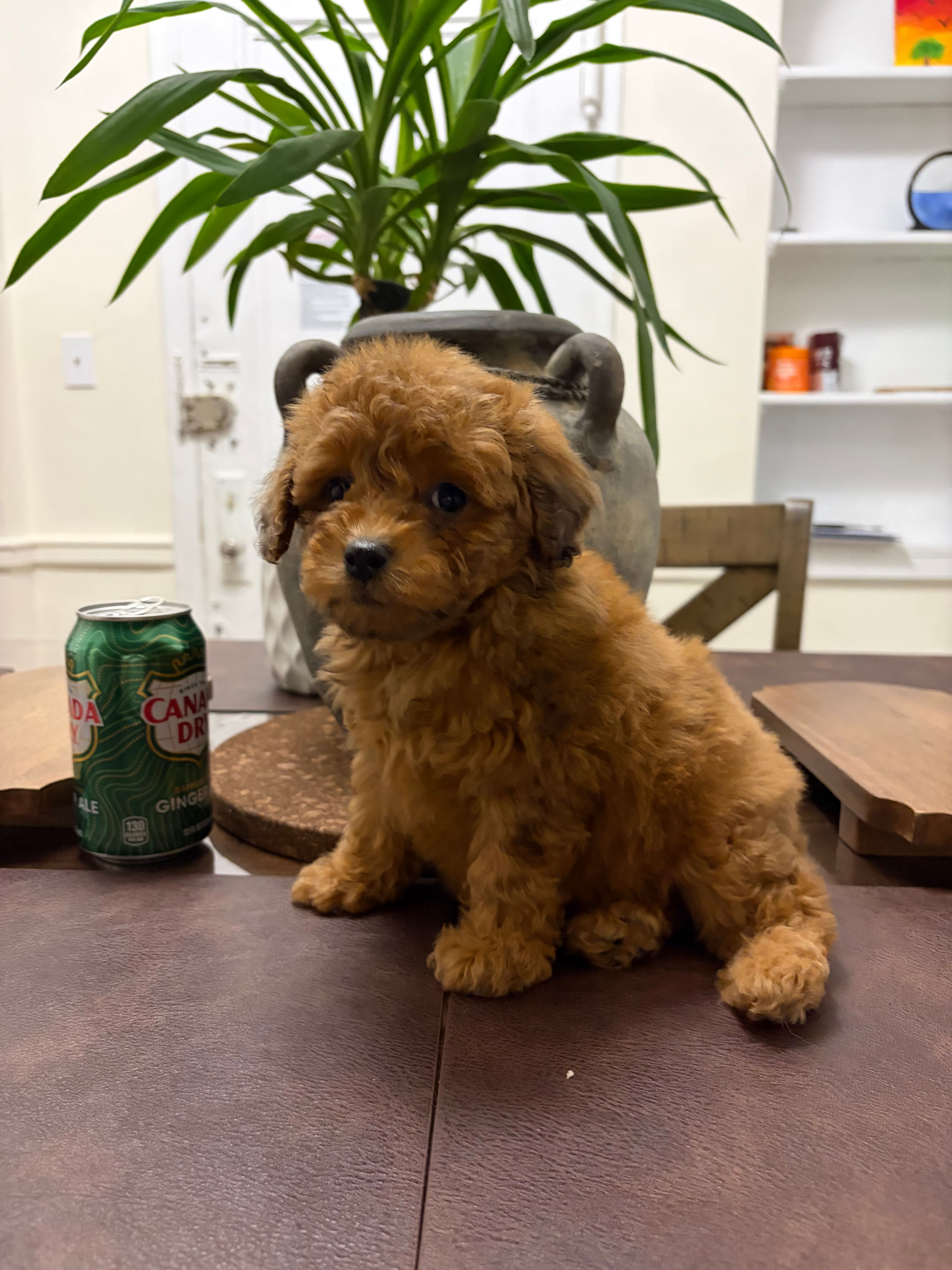Cash – Poodle - Toy  puppy for sale in Queens, NY