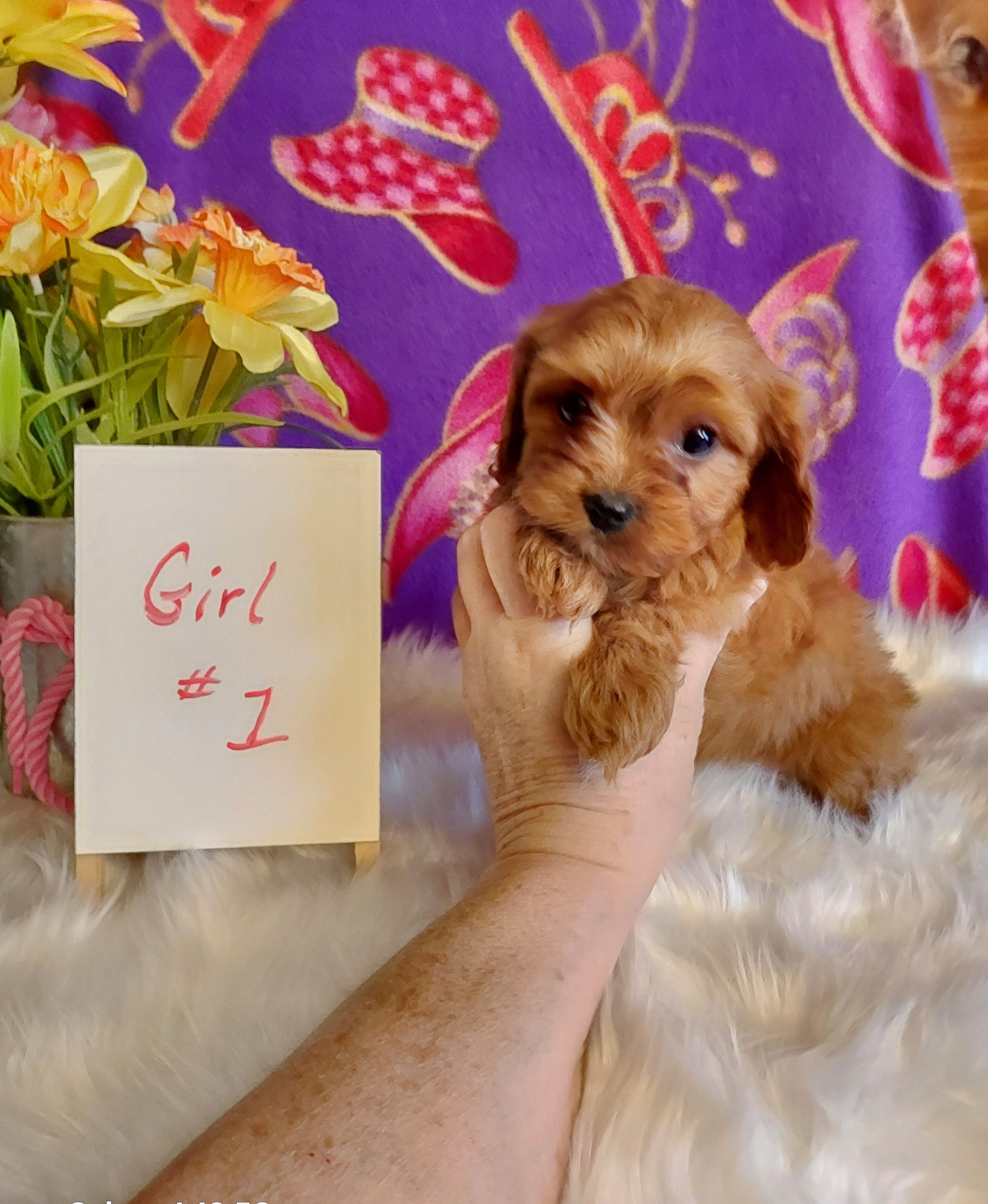 Female #1 – Cavapoo, Cavalier King Charles Spaniel puppy for sale in Belding, MI