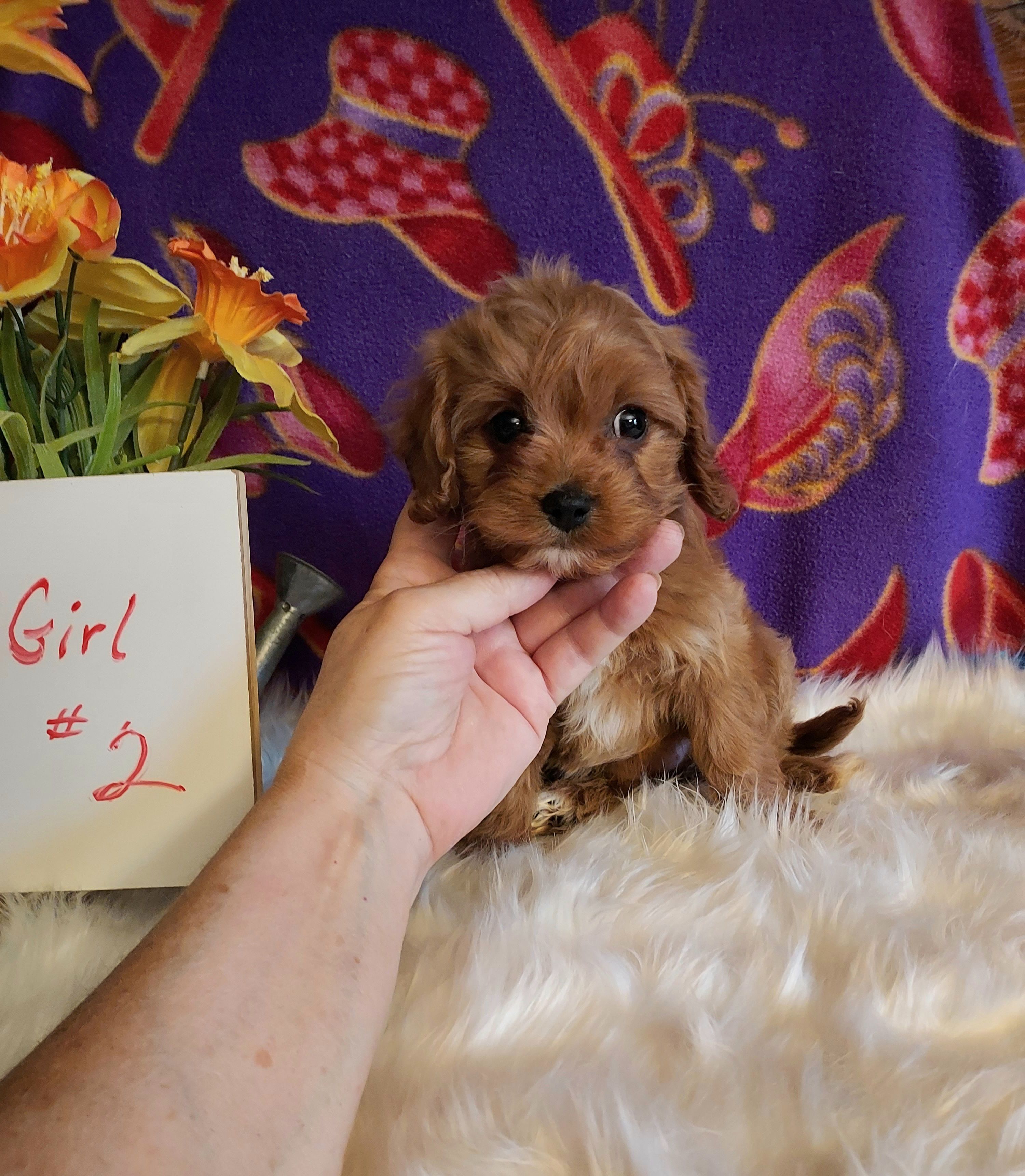 Female #2 – Cavapoo, Cavalier King Charles Spaniel puppy for sale in Belding, MI