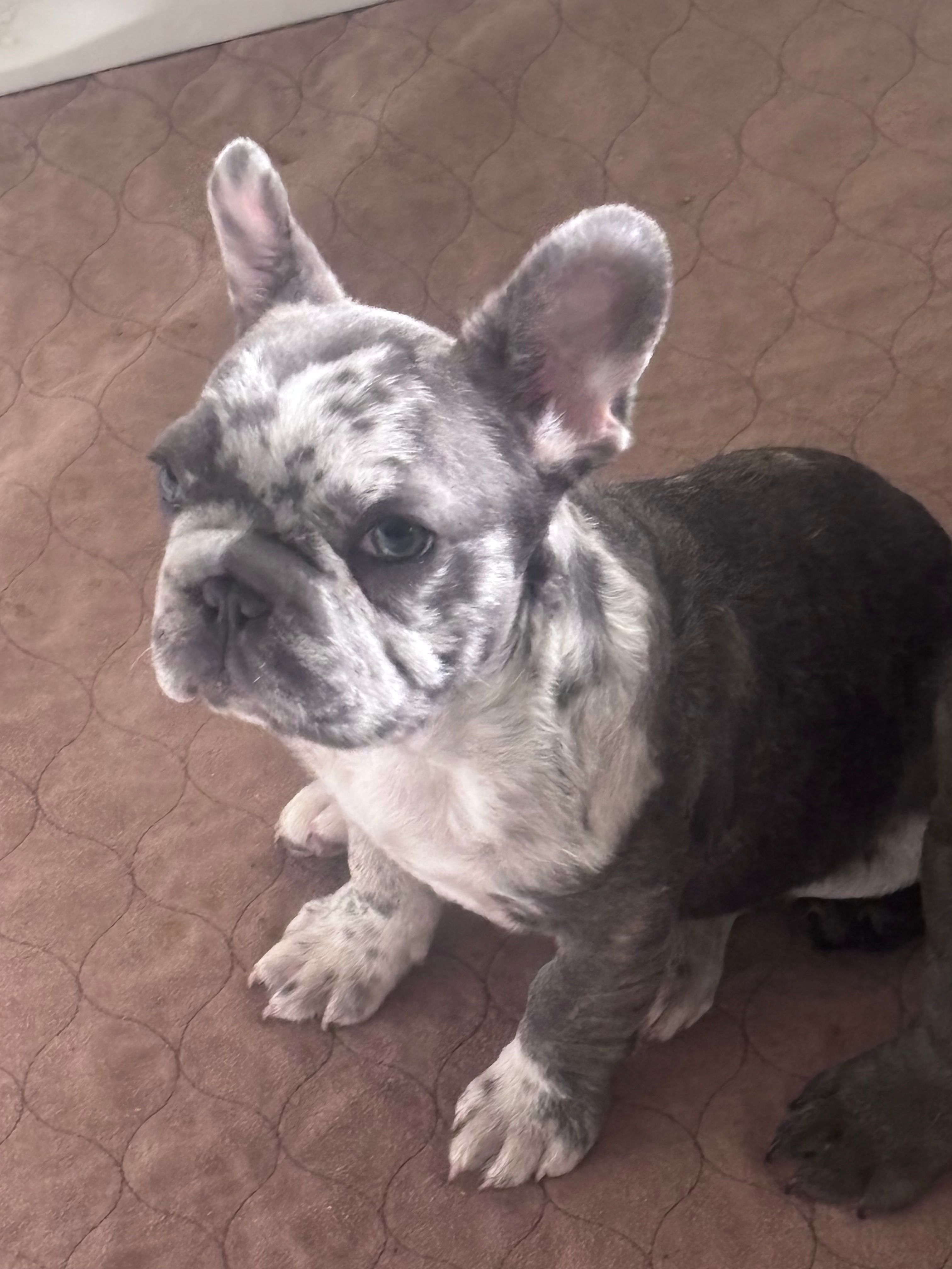 Charlie  – French Bulldog puppy for sale in Michigan, MI