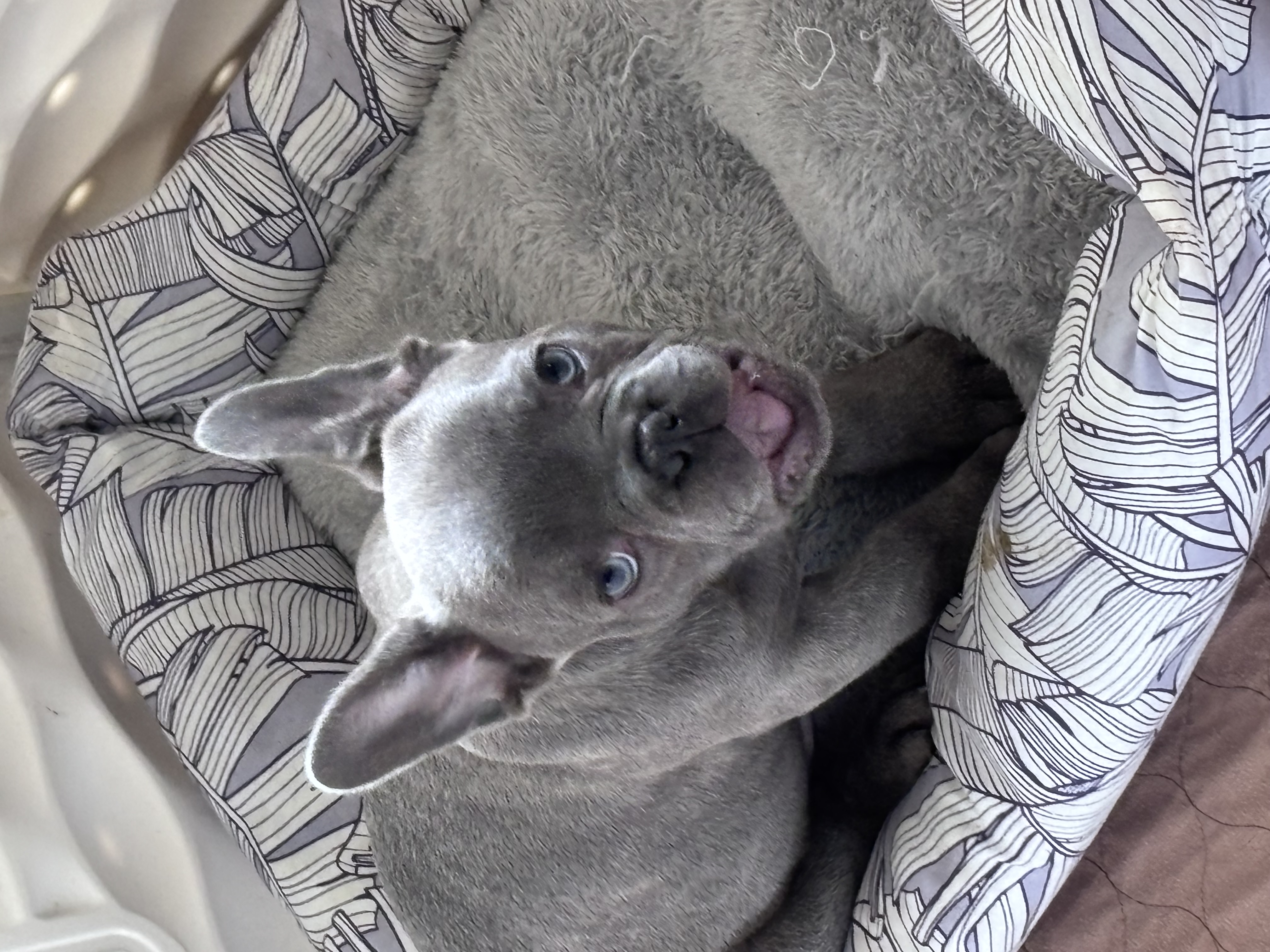 BLUE  – French Bulldog puppy for sale in Michigan, MI