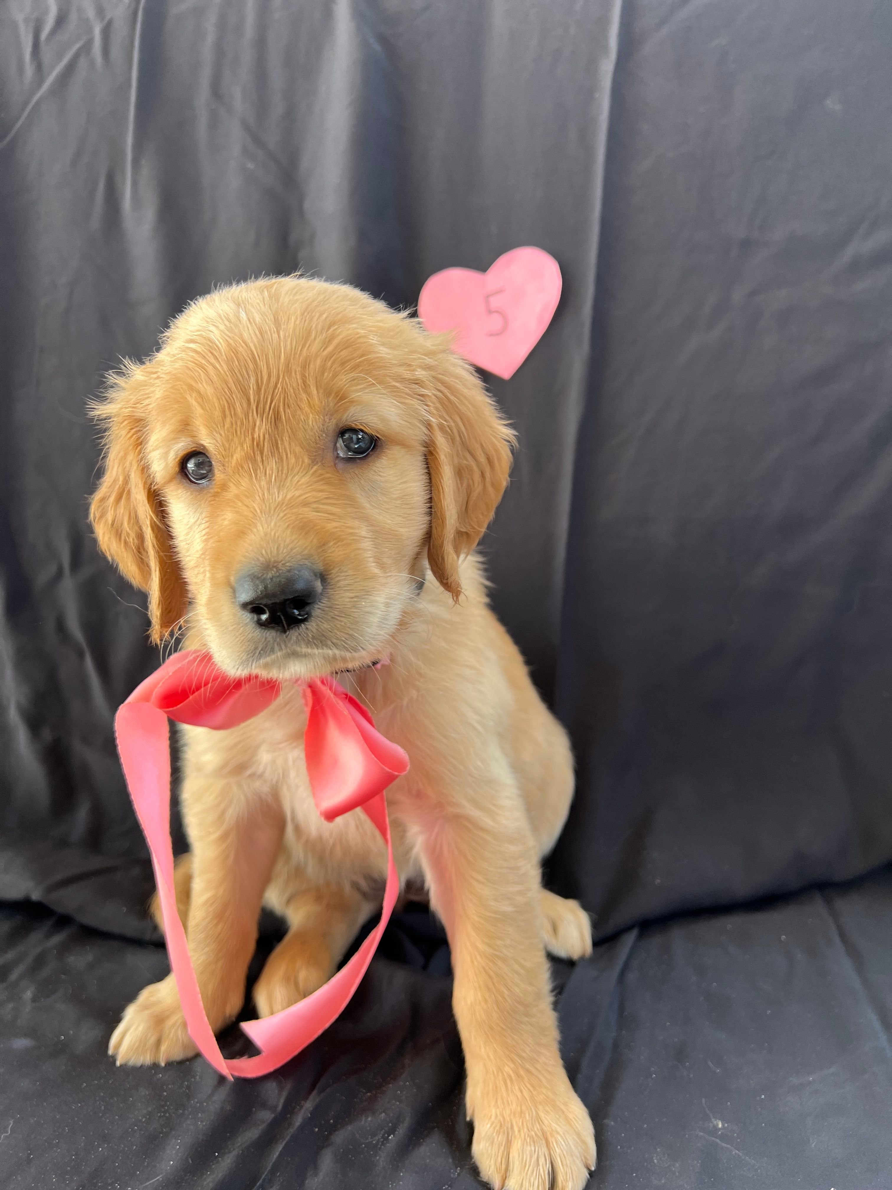 Female 5 – Golden Retriever puppy for sale in North Port, FL