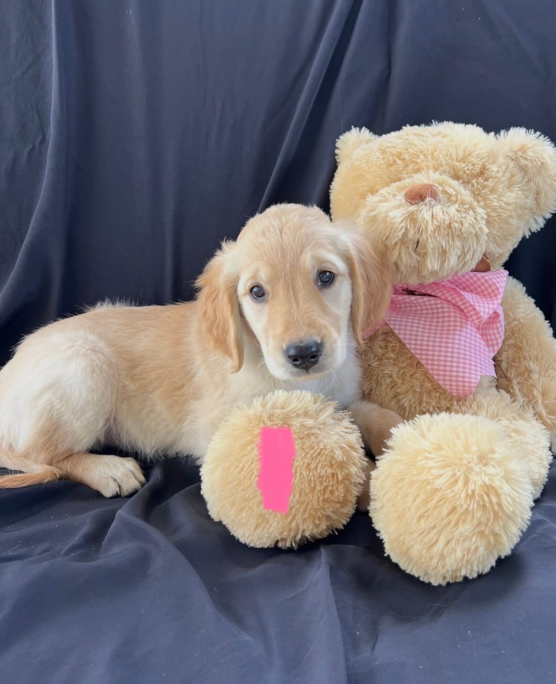 Female #1 – English Cream Golden Retriever puppy for sale in North Port, FL