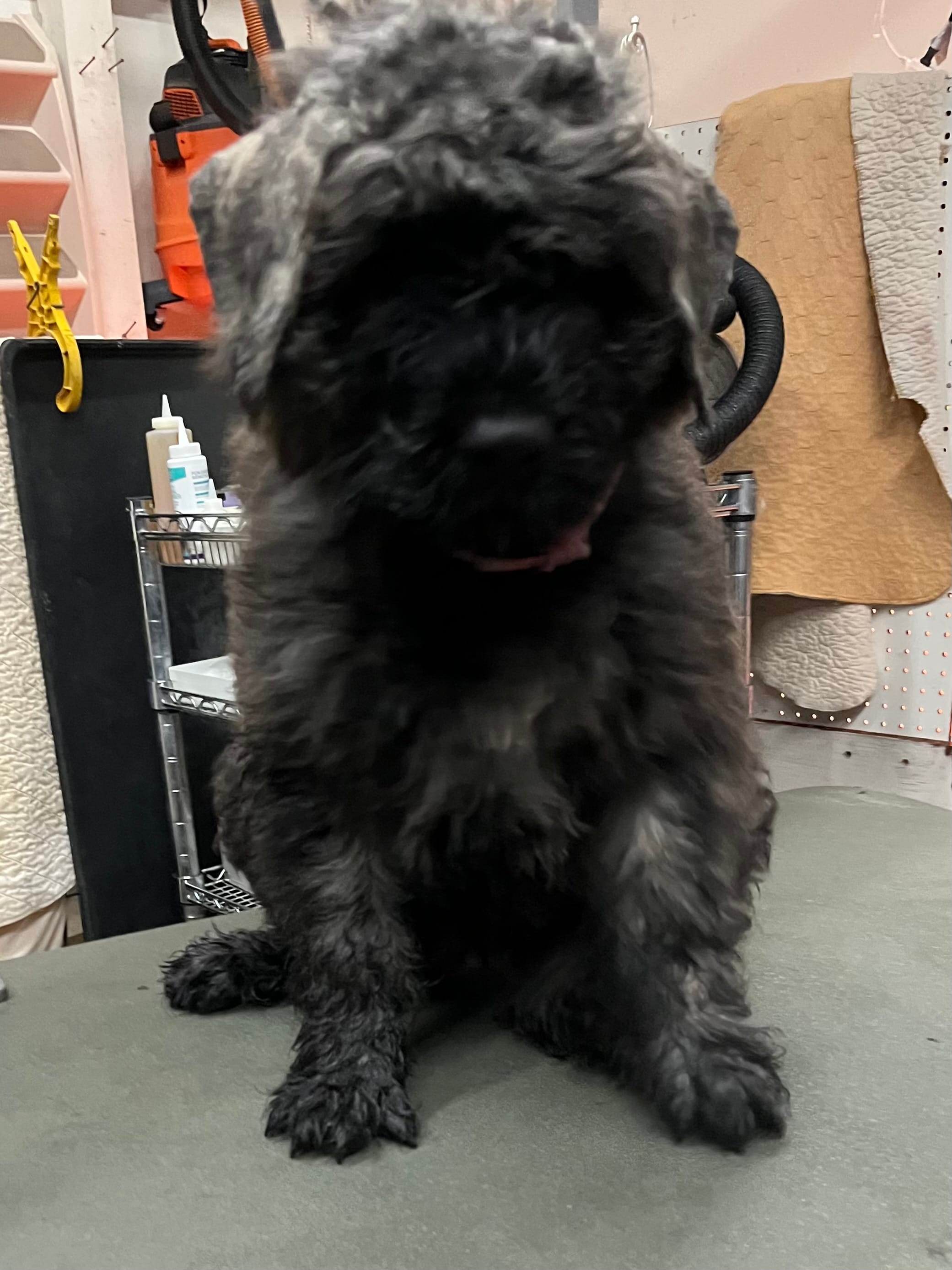 Betsy  – Bouvier des Flandres puppy for sale in Louisville, KY