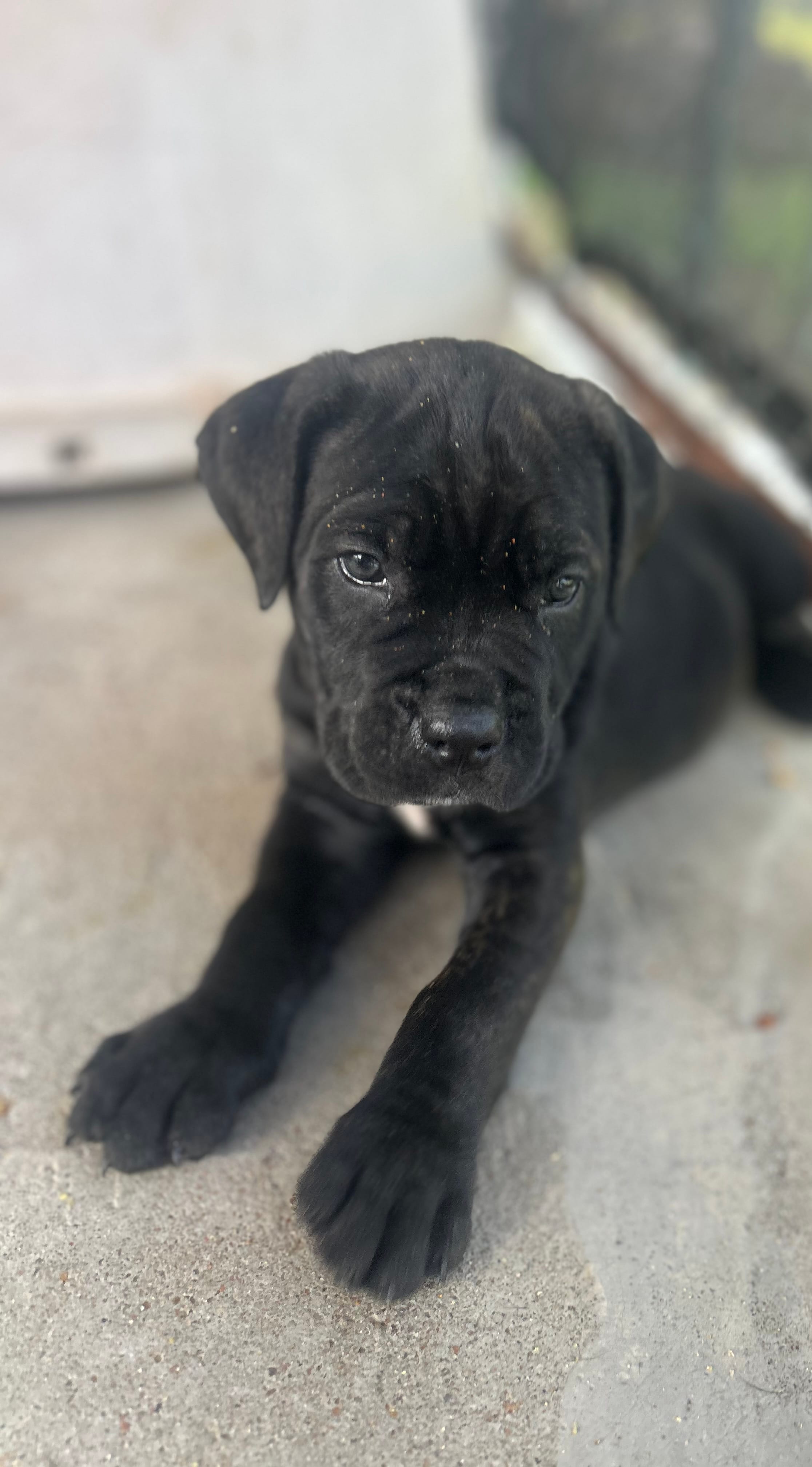 Dark Pink Collar – Cane Corso puppy for sale in Charleston, AR