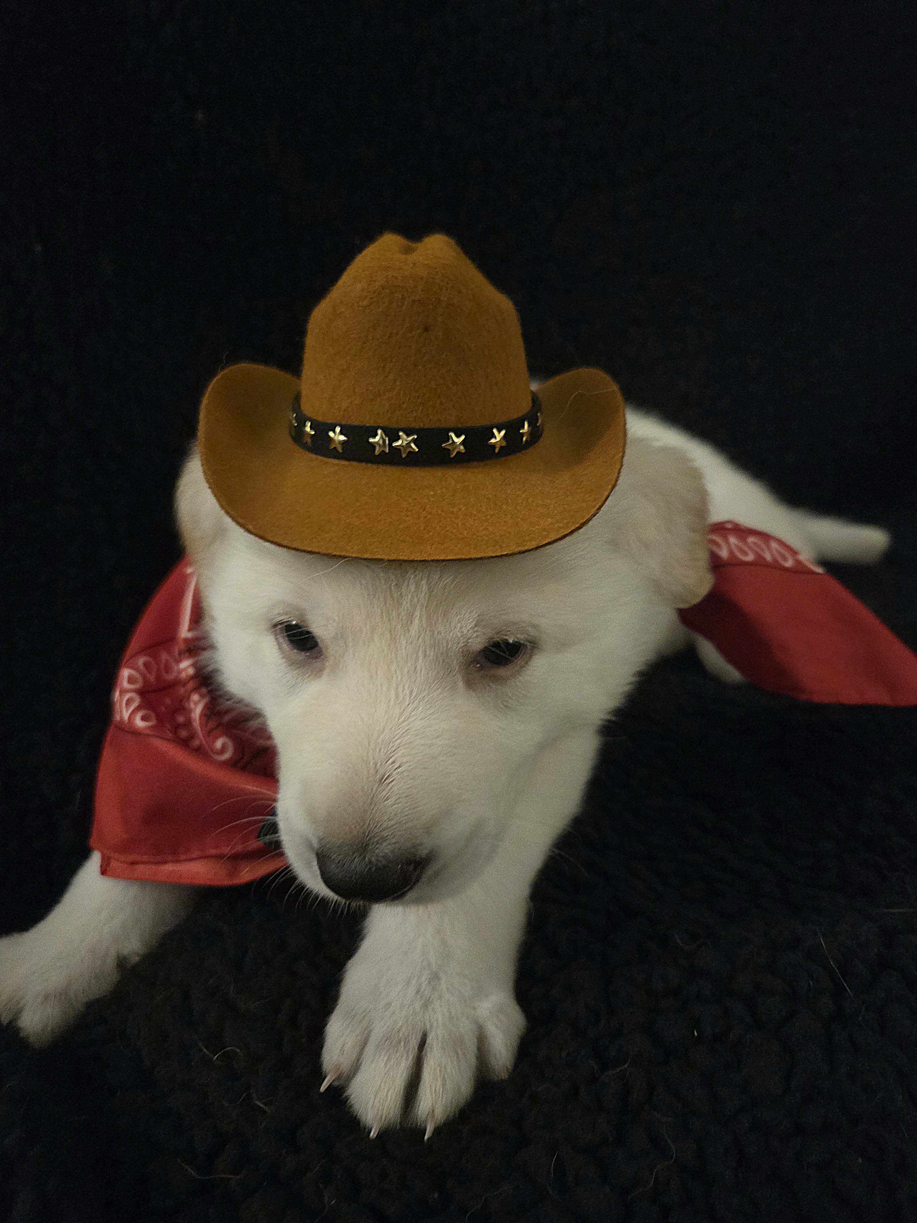 Kristoff – German Shepherd Dog puppy for sale in Pleasantville, NJ