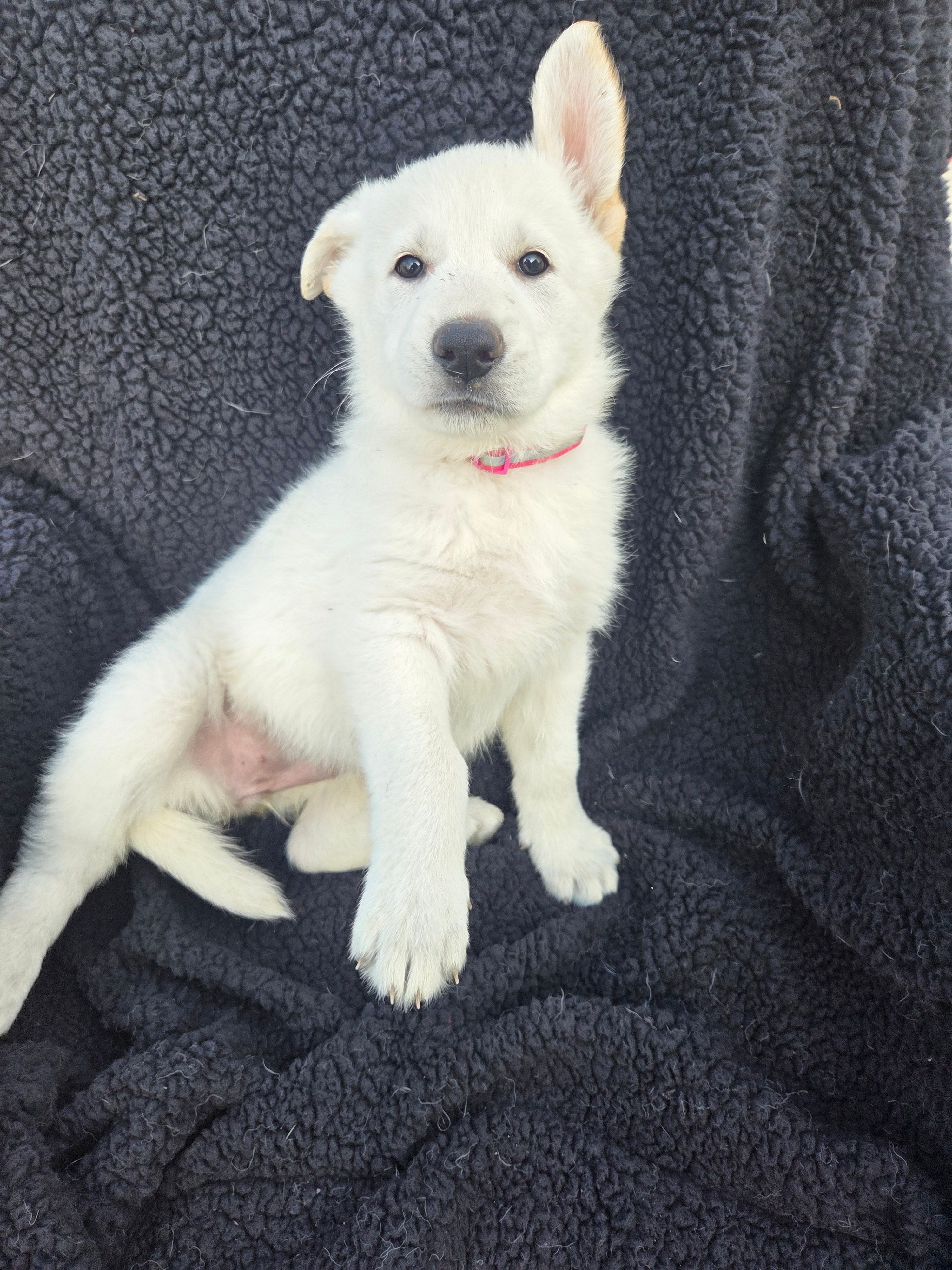 Candy – German Shepherd Dog puppy on hold in Pleasantville, NJ