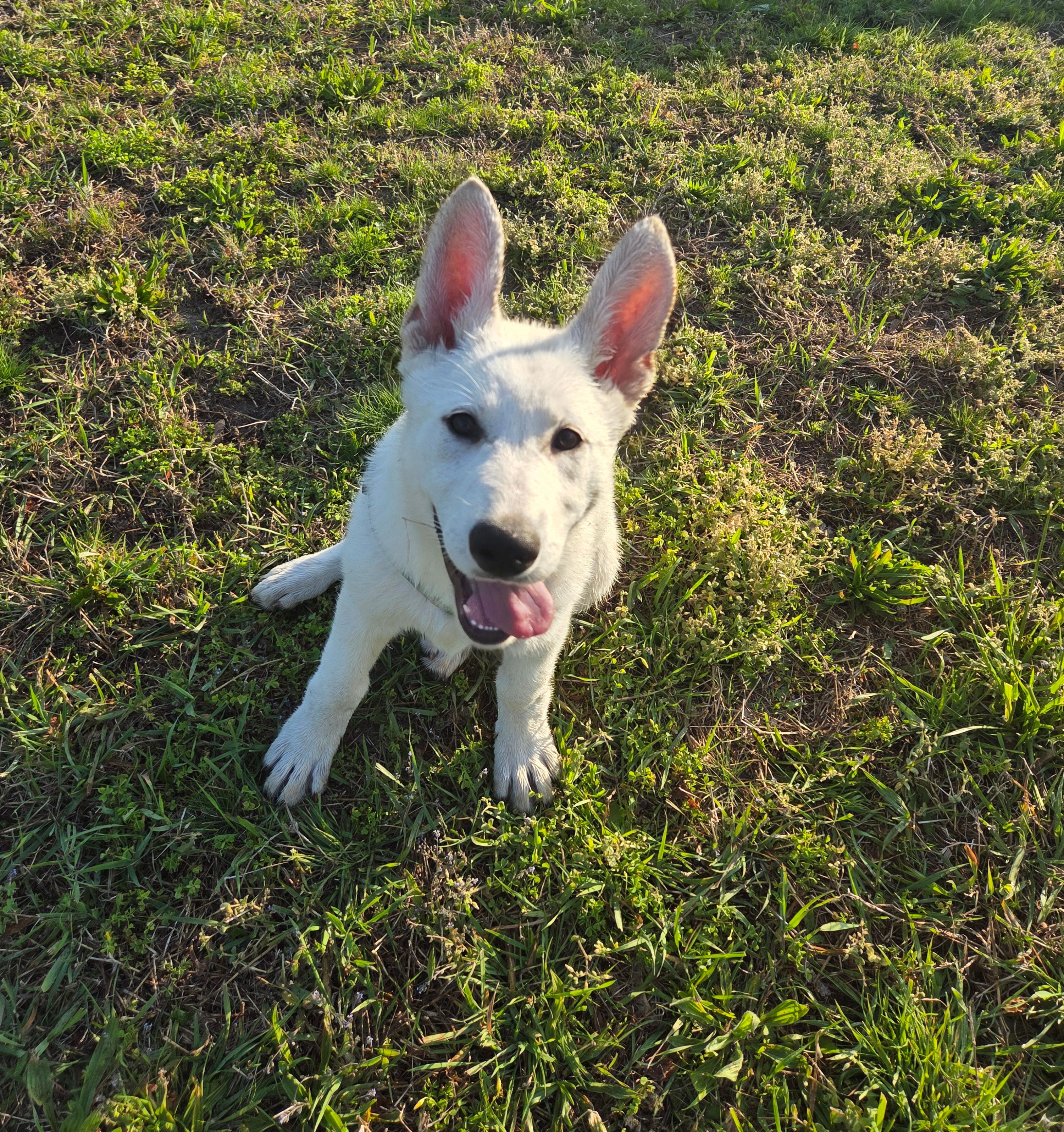 Vayda – German Shepherd Dog puppy for sale in Pleasantville, NJ