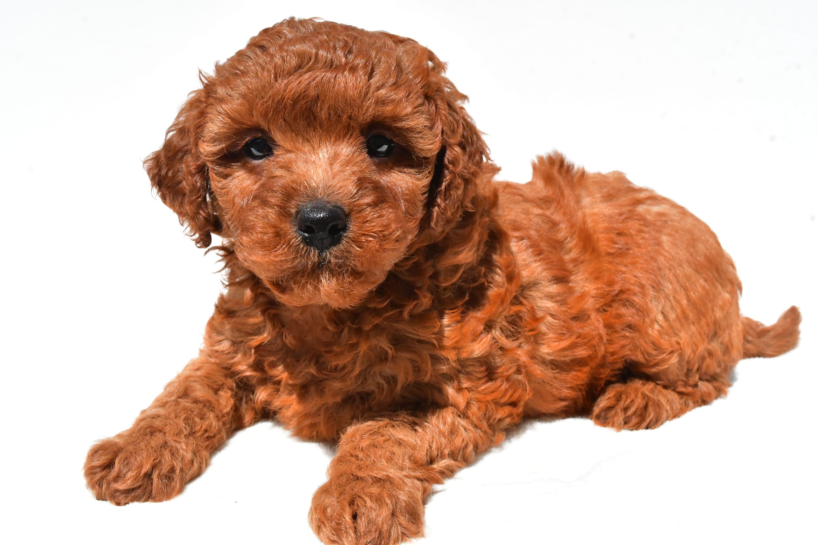 Fern  – Miniature Goldendoodle puppy for sale in Fredericksburg, OH