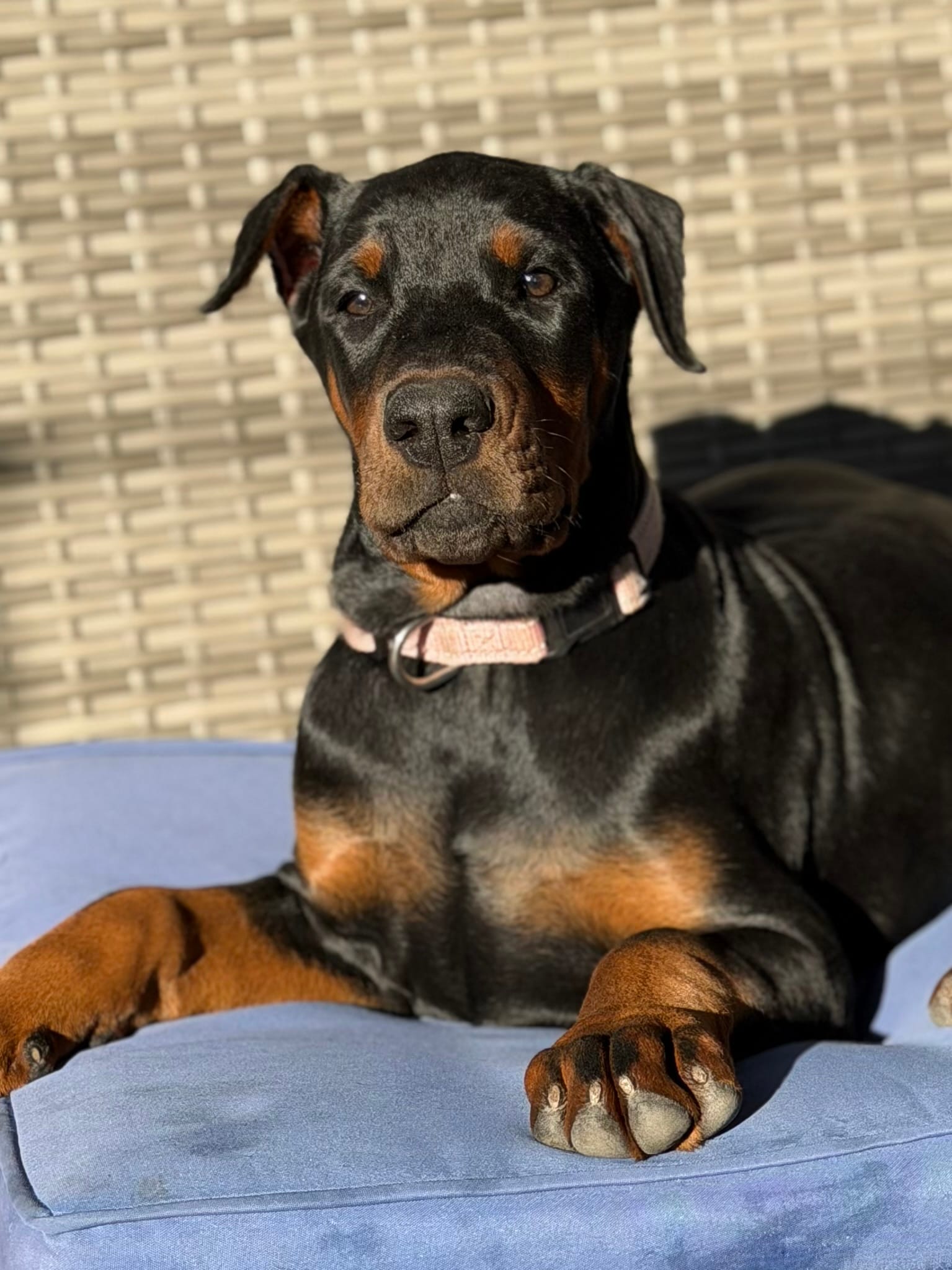 Annabelle AVE MY – Doberman Pinscher puppy for sale in Richmond, VA