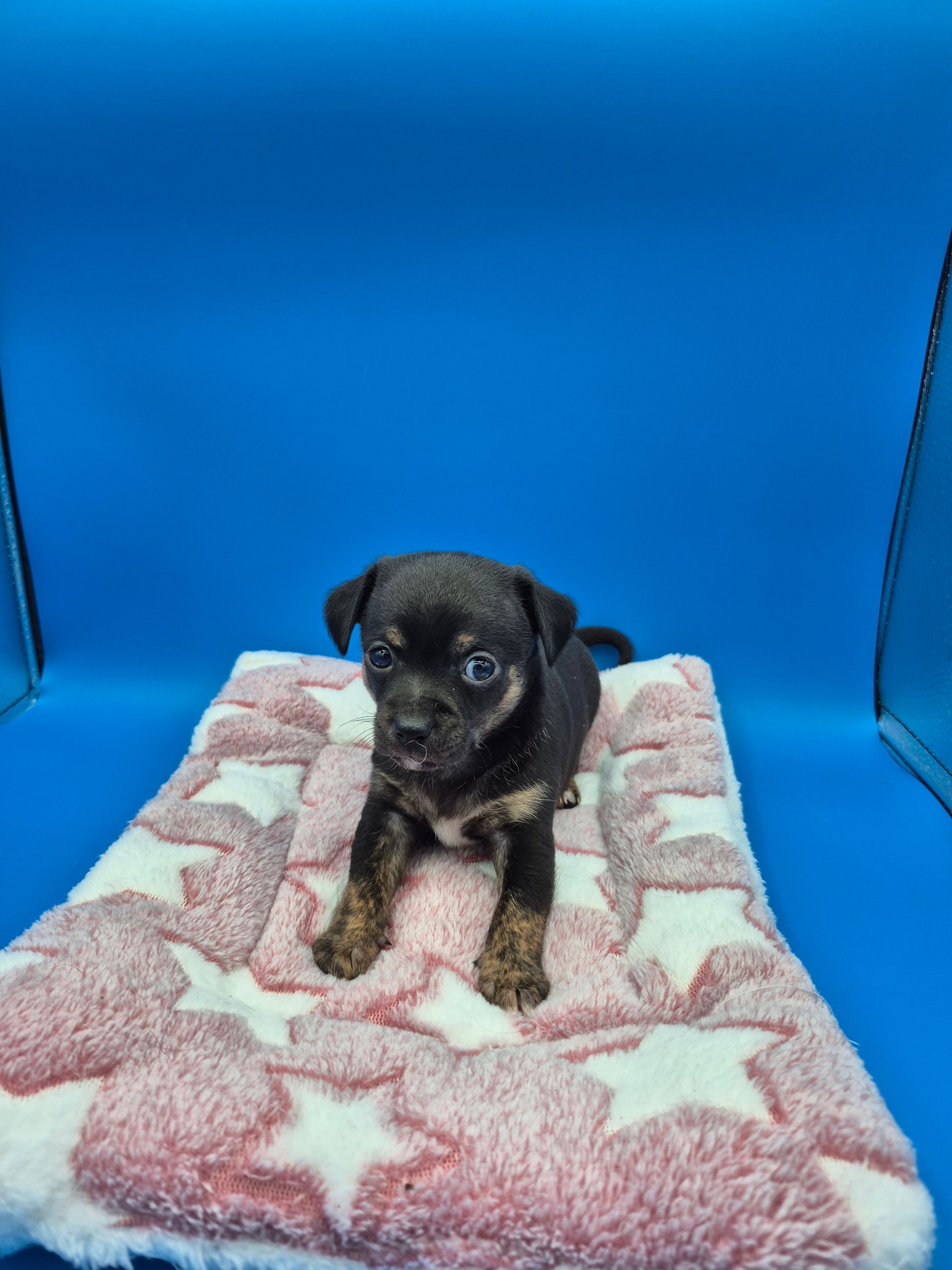 Smokey – Chihuahua puppy for sale in Liberty, MS