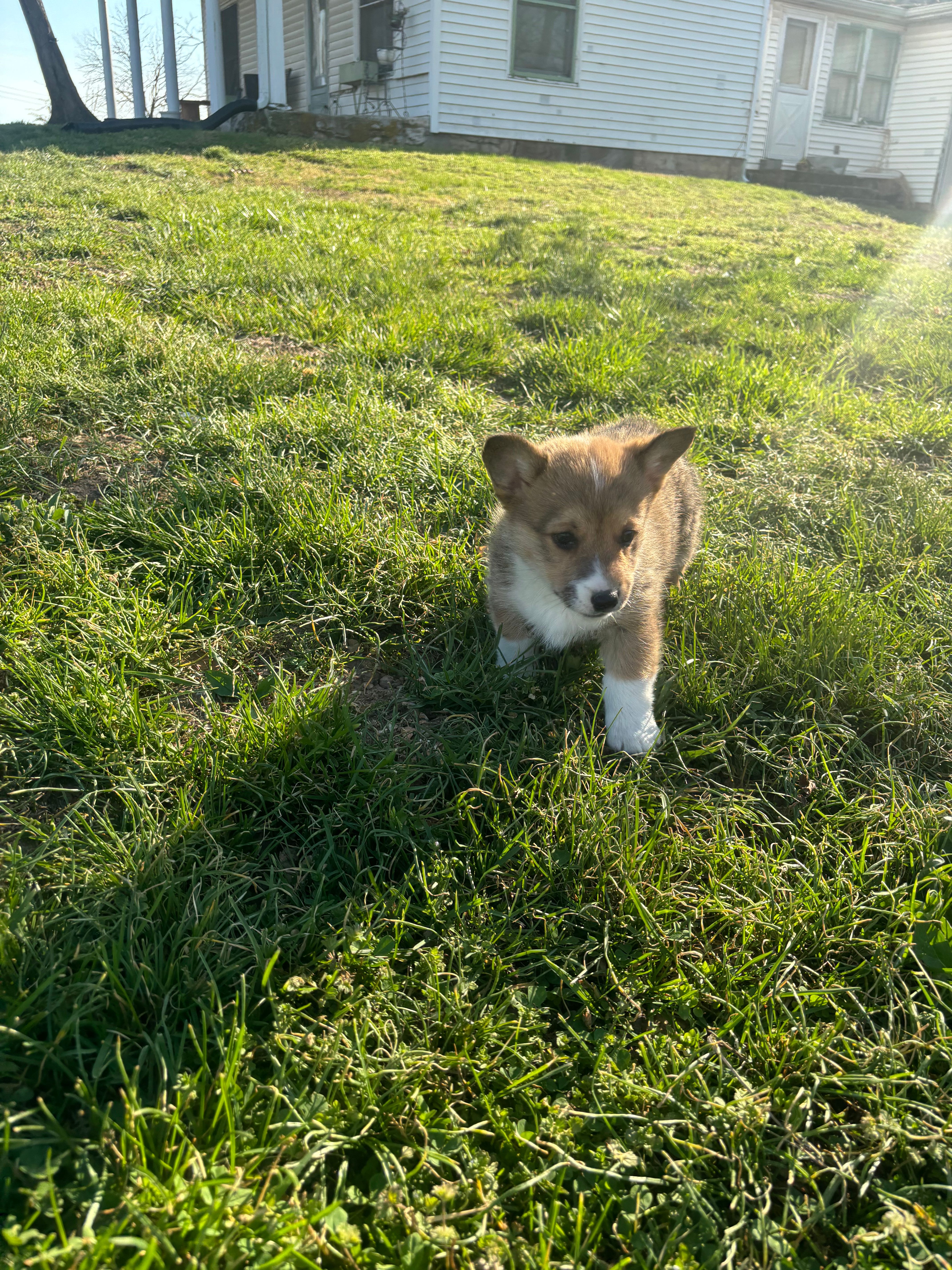 Nola – Pembroke Welsh Corgi puppy for sale in Mount Vernon, MO