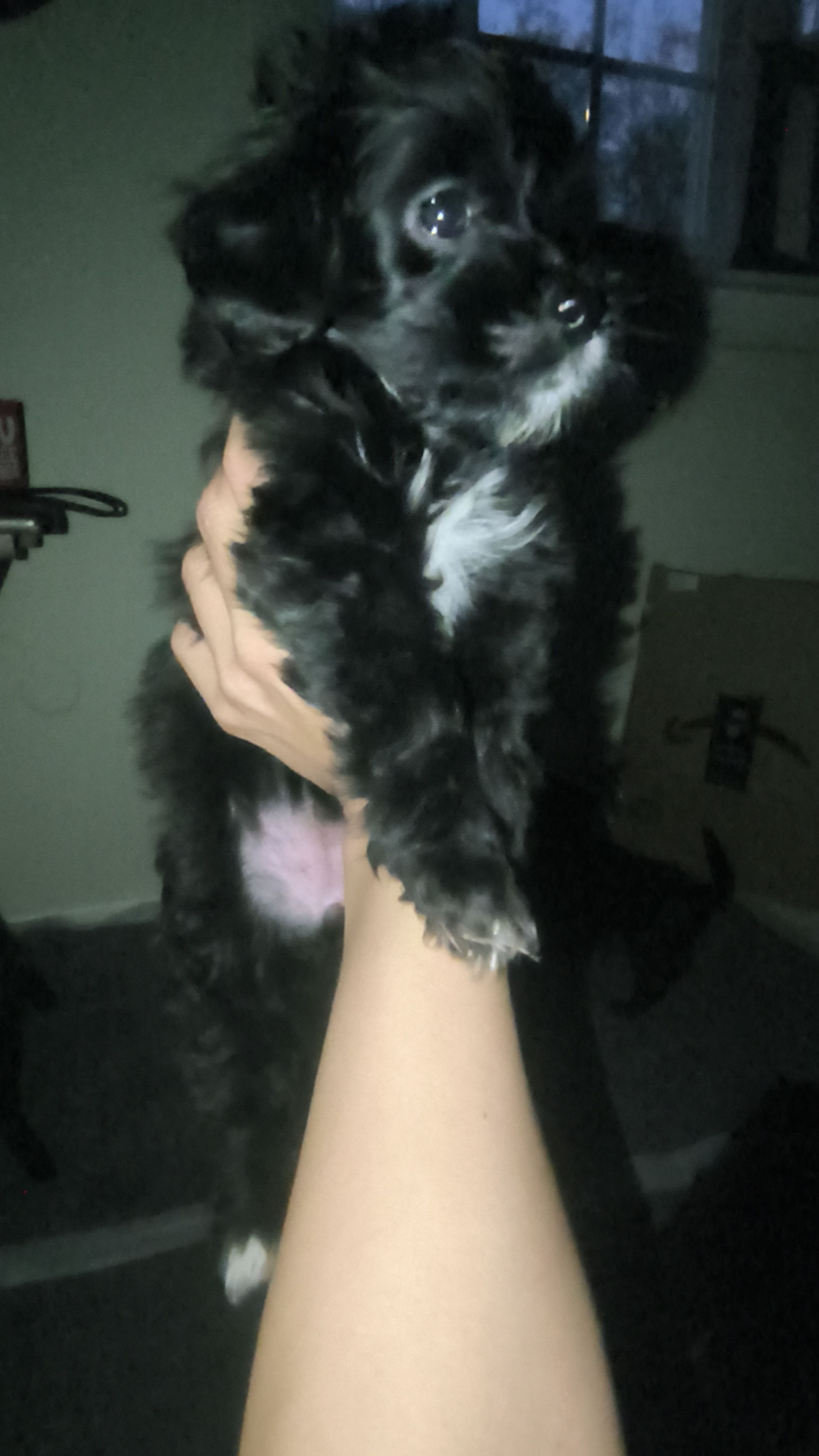 Mini – Poodle - Miniature  puppy for sale in Woodbury Heights, NJ
