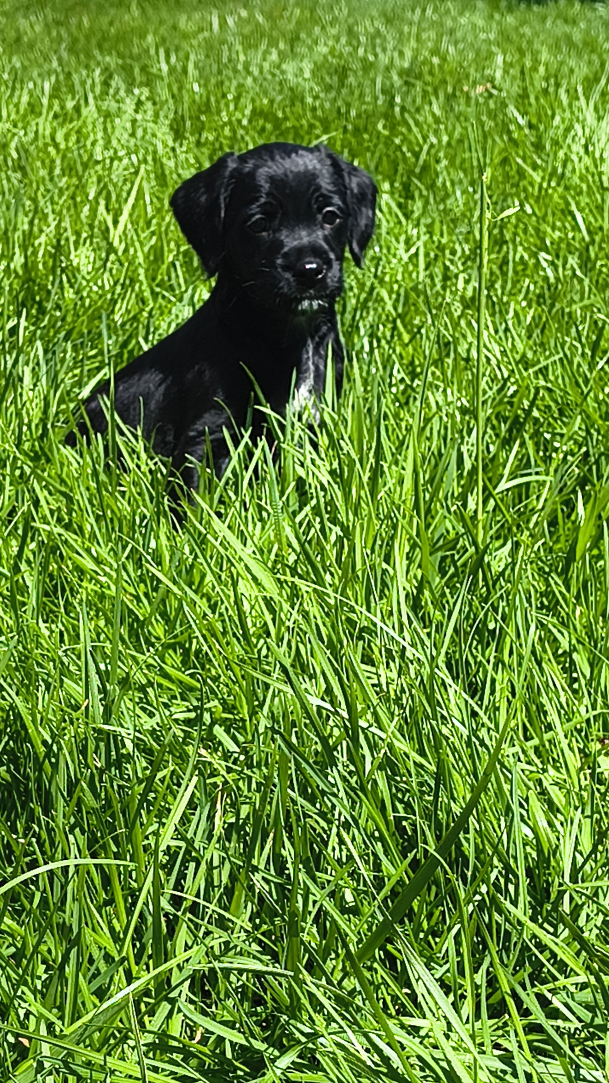 Rico suave – Rat Terrier, Poodle - Miniature  puppy for sale in Woodbury Heights, NJ