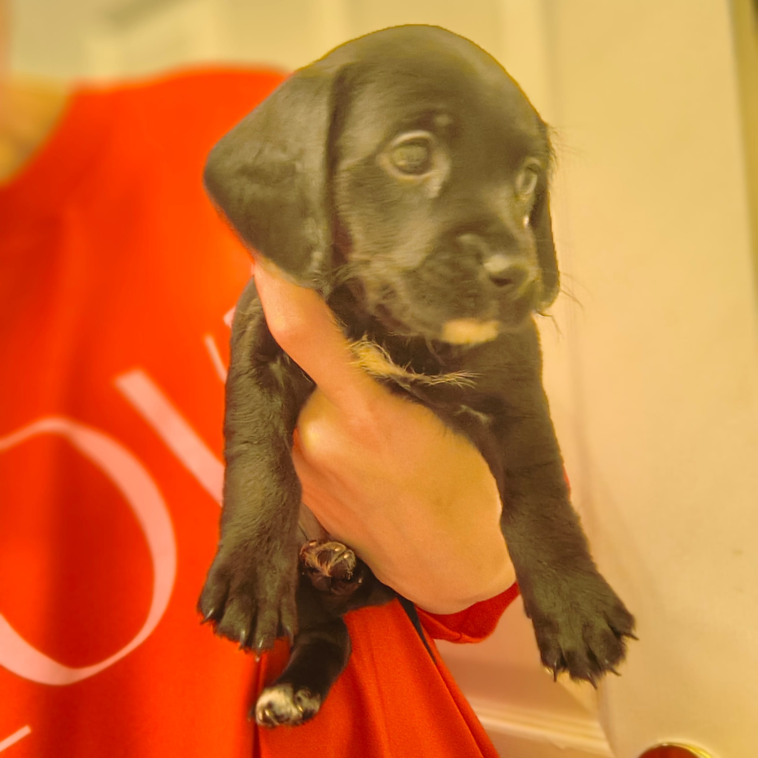 Talia – Rat Terrier, Poodle - Miniature  puppy for sale in Woodbury Heights, NJ