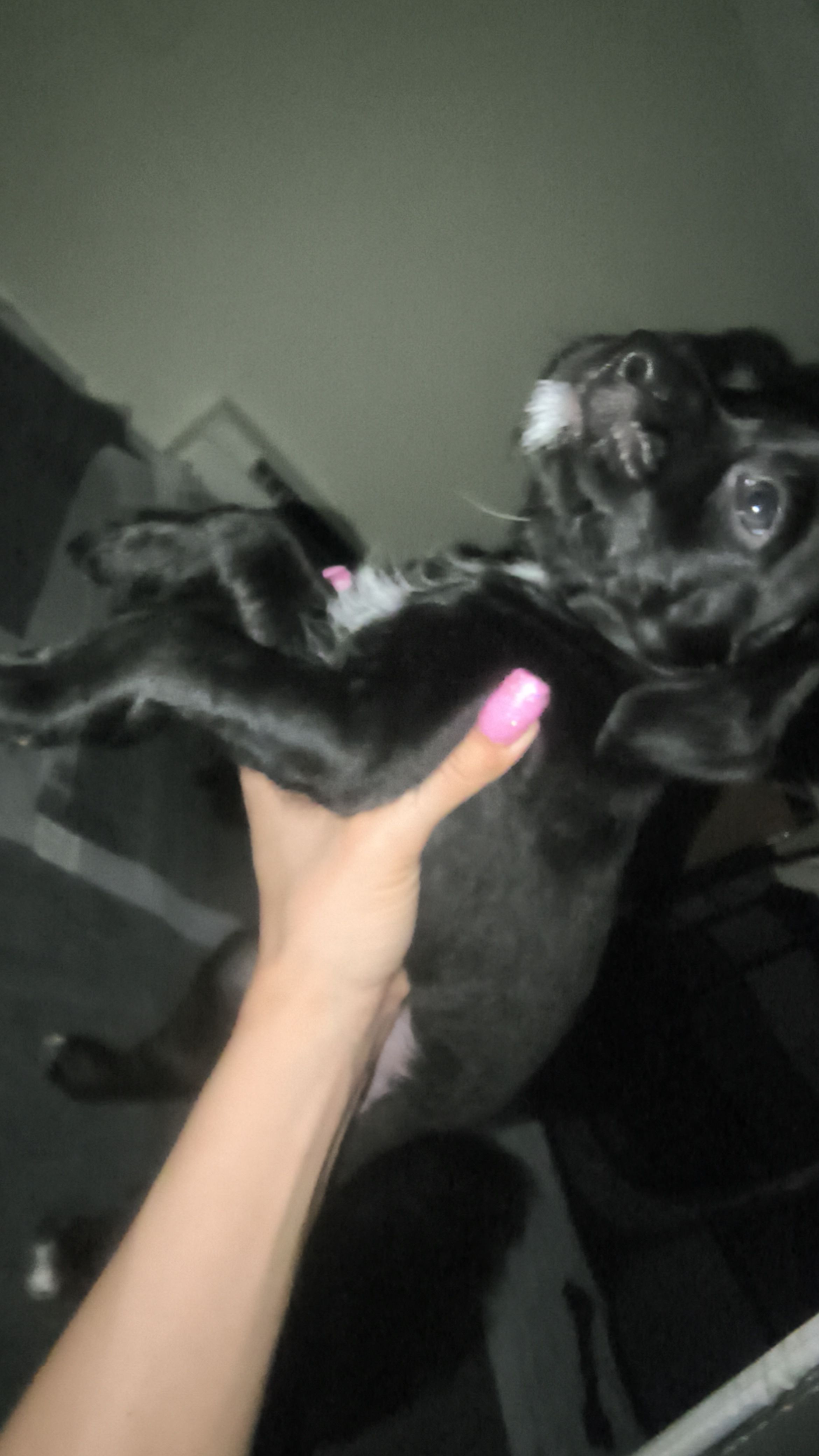 Rico suave – Rat Terrier, Poodle - Miniature  puppy for sale in Woodbury Heights, NJ